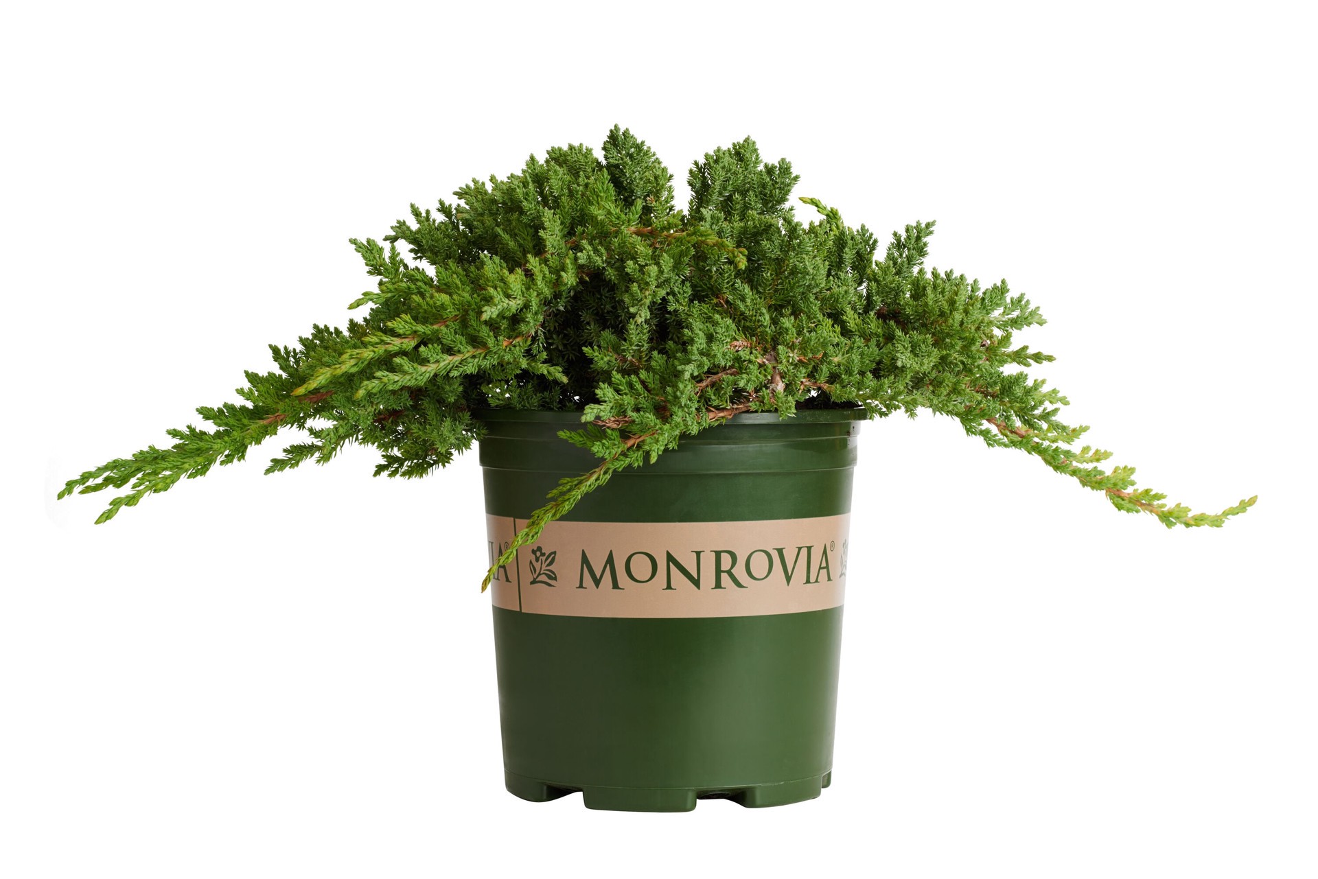 slide 1 of 4, Monrovia Dwarf Japanese Garden Juniper Accent Shrub in 1.73 -Gallon Pot 1 -Pack, 1 ct