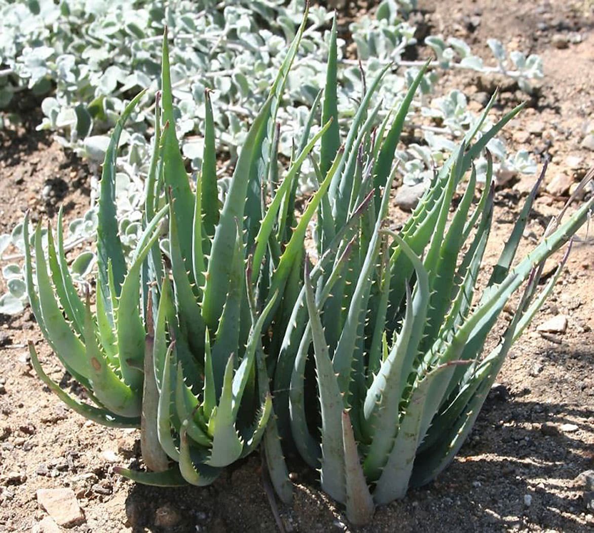 slide 1 of 2, Monrovia 1.0 -Pack Blue Elf Aloe in 2.6 -Quart Pot, 1 ct