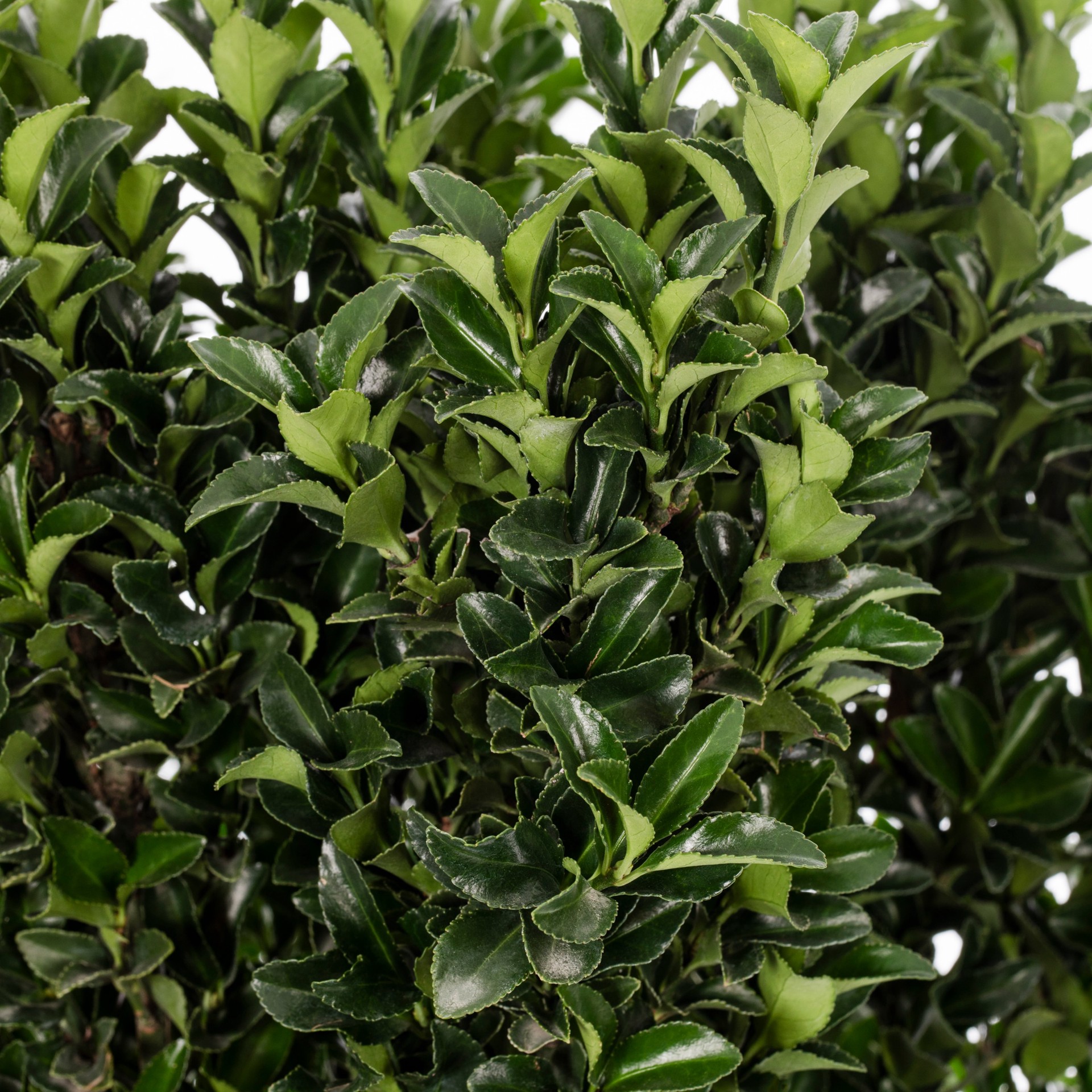 slide 2 of 4, Monrovia Green Spire Euonymus Feature Shrub in 3.58 -Gallon Pot 1.0 -Pack, 1 ct