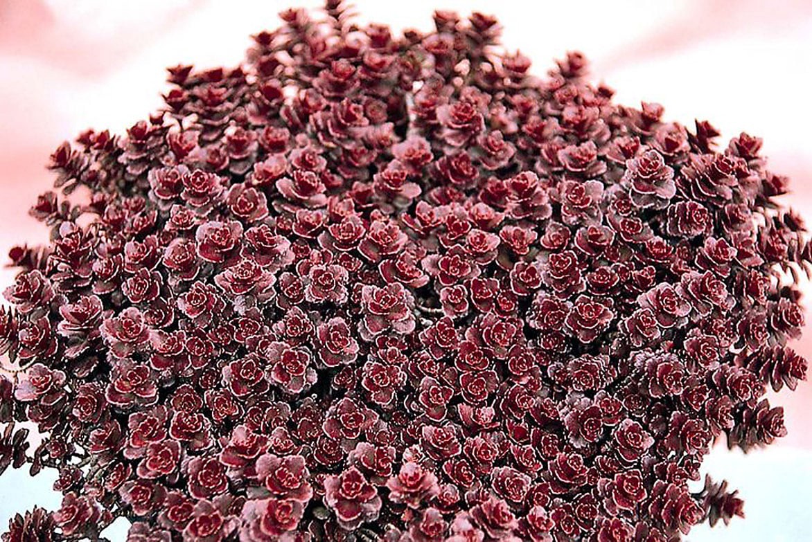 slide 1 of 1, Monrovia 1.0 -Pack Bronze Carpet Stonecrop in 2.60 -Quart Pot, 1 ct