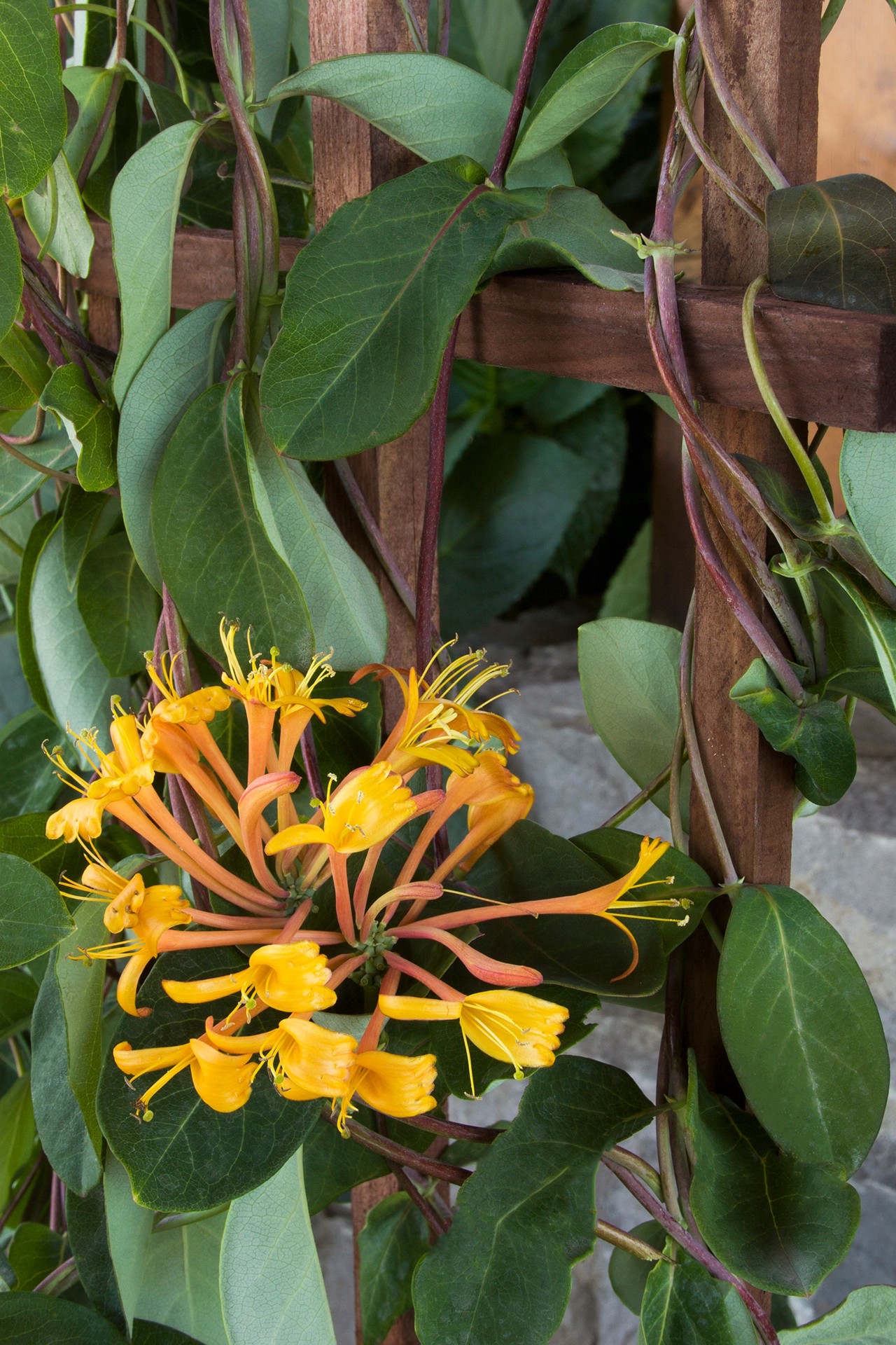 slide 2 of 4, Monrovia 3.58 -Gallon Pot Mandarin Honeysuckle, 1 ct