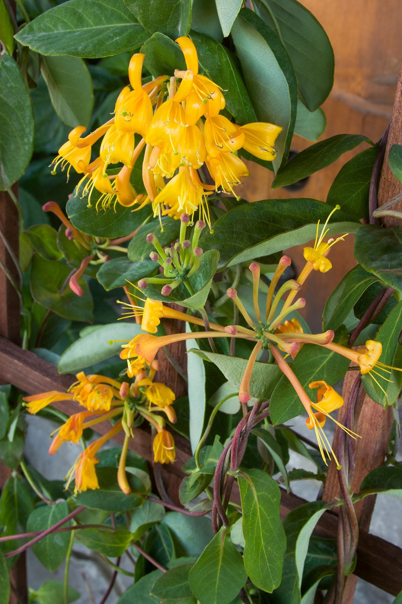 slide 3 of 4, Monrovia 3.58 -Gallon Pot Mandarin Honeysuckle, 1 ct