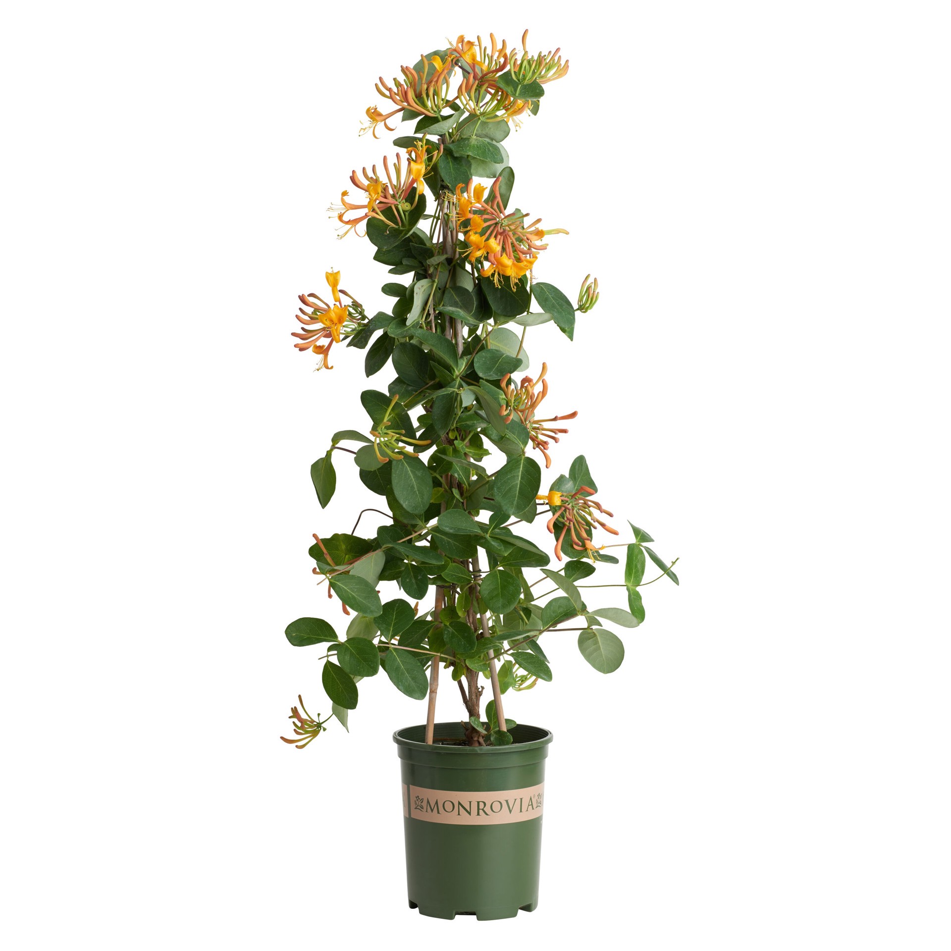 slide 1 of 4, Monrovia 3.58 -Gallon Pot Mandarin Honeysuckle, 1 ct