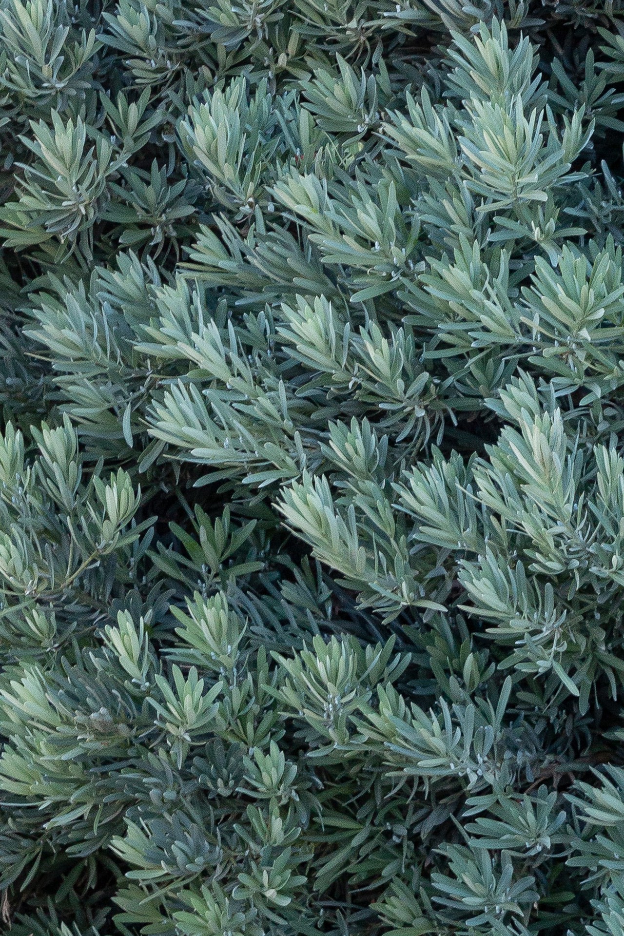 slide 2 of 4, Monrovia 3.58 -Gallon Screening Icee Blue Yellow-Wood In pot (with soil), 1 ct