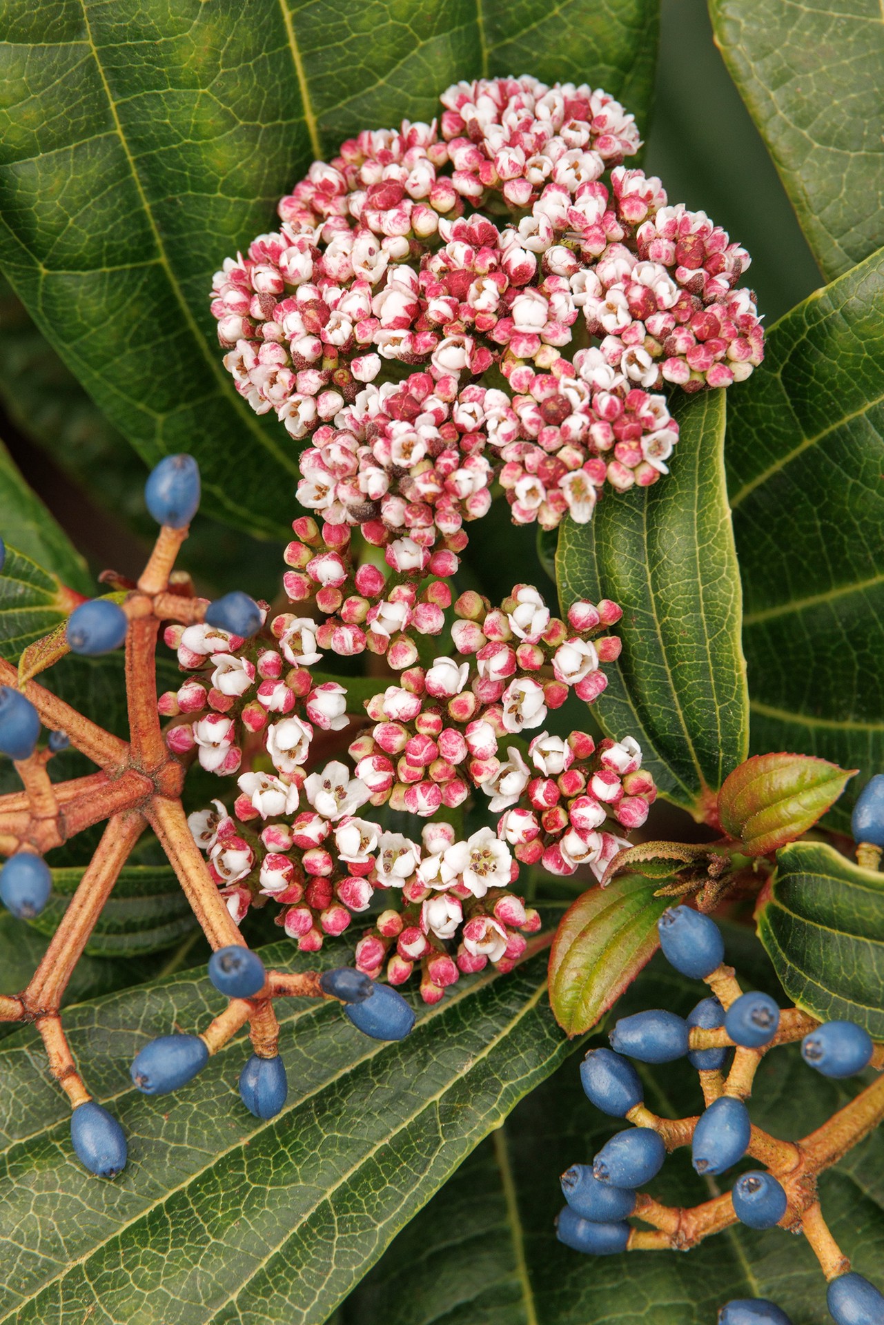 slide 2 of 4, Monrovia David Viburnum Flowering Shrub in 2.60 -Quart Pot 1.0 -Pack with White Blooms, 1 ct