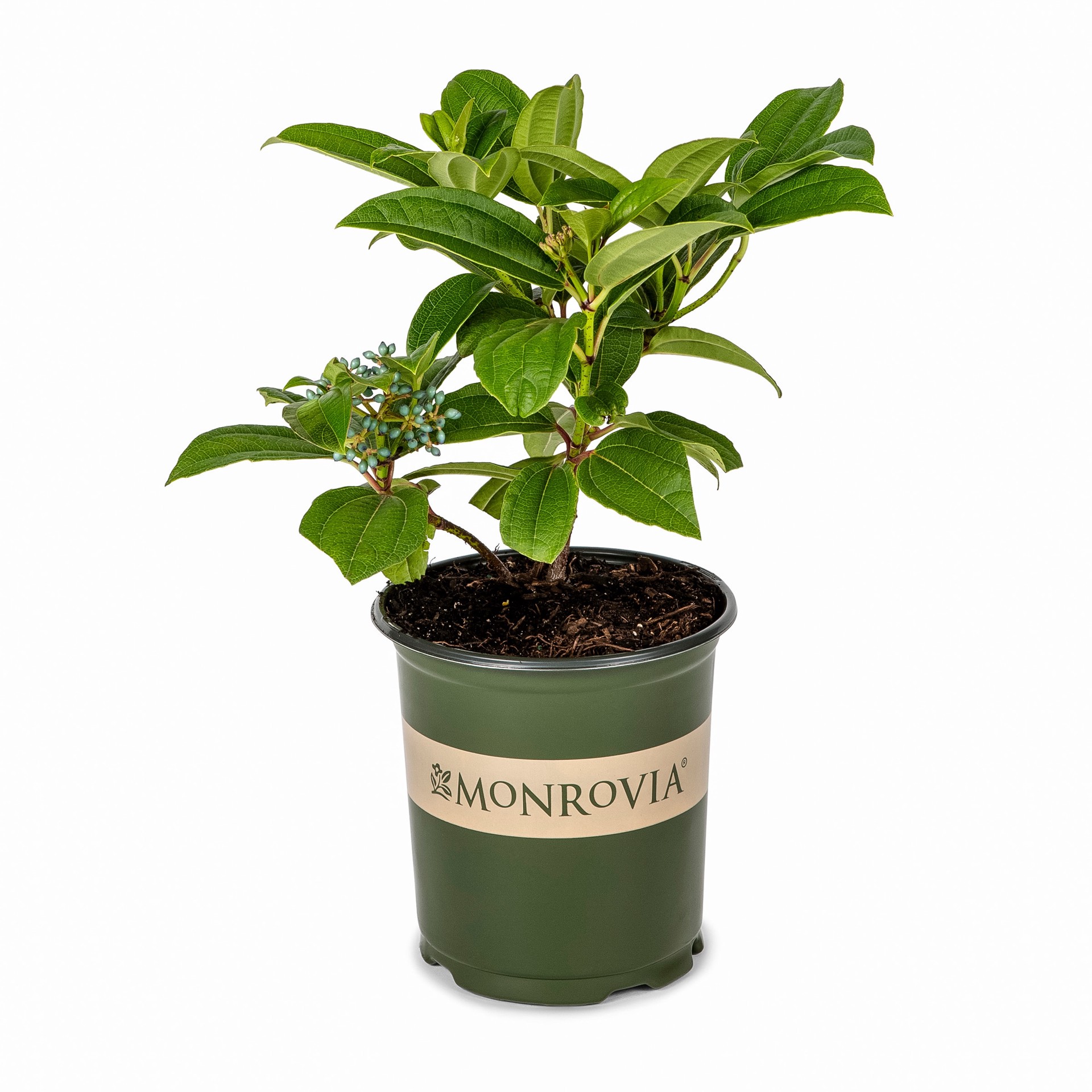 slide 1 of 4, Monrovia David Viburnum Flowering Shrub in 2.60 -Quart Pot 1.0 -Pack with White Blooms, 1 ct