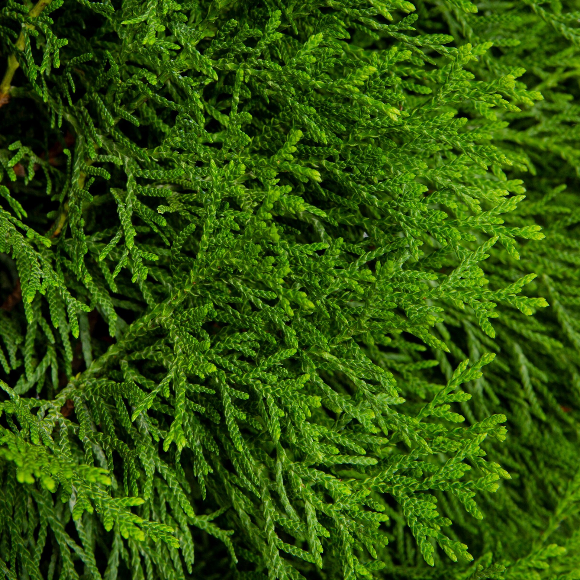 slide 2 of 4, Monrovia Emerald Green Spiral Arborvitae Screening Shrub in 3.58 -Gallon Pot 1 -Pack, 1 ct