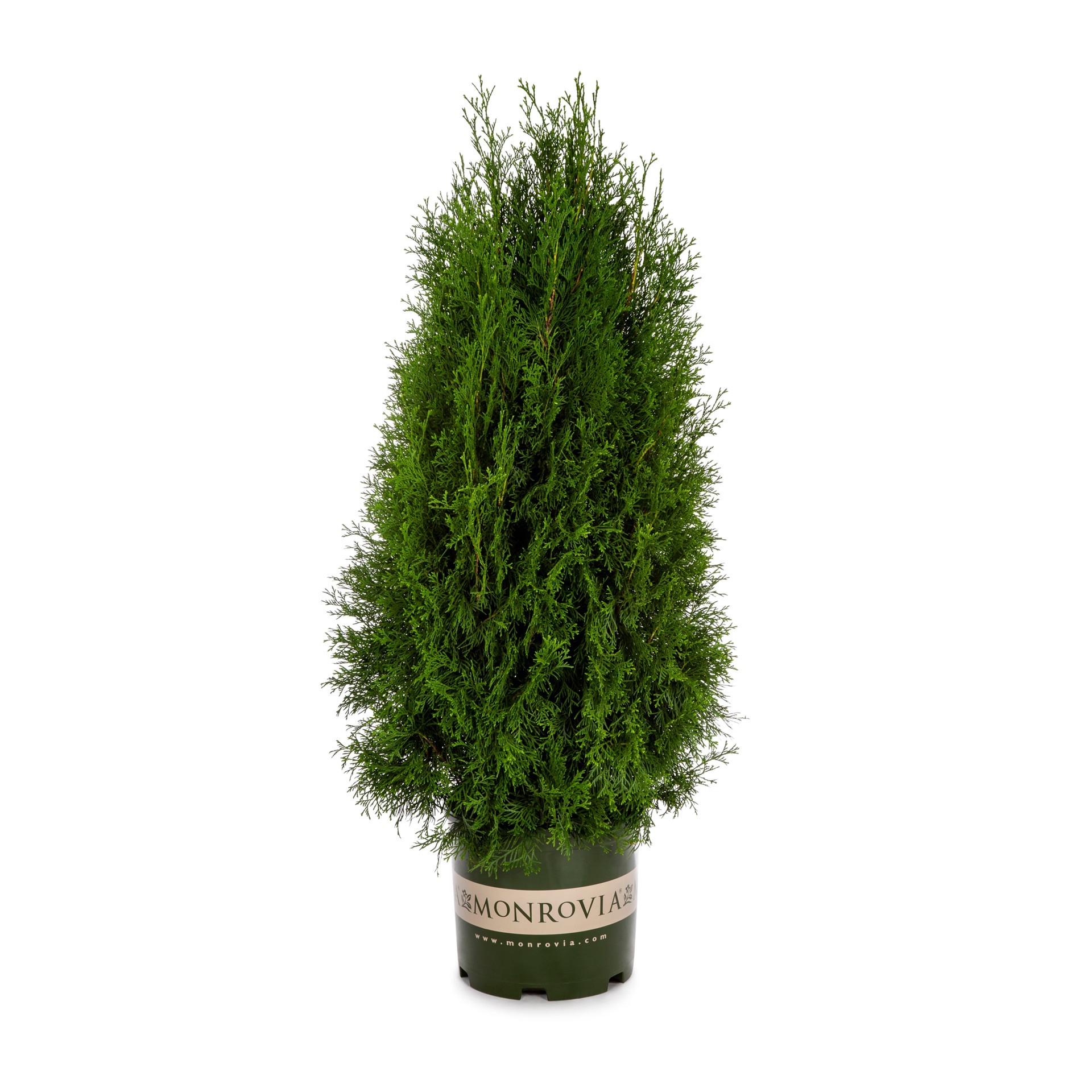 slide 1 of 4, Monrovia Emerald Green Spiral Arborvitae Screening Shrub in 3.58 -Gallon Pot 1 -Pack, 1 ct