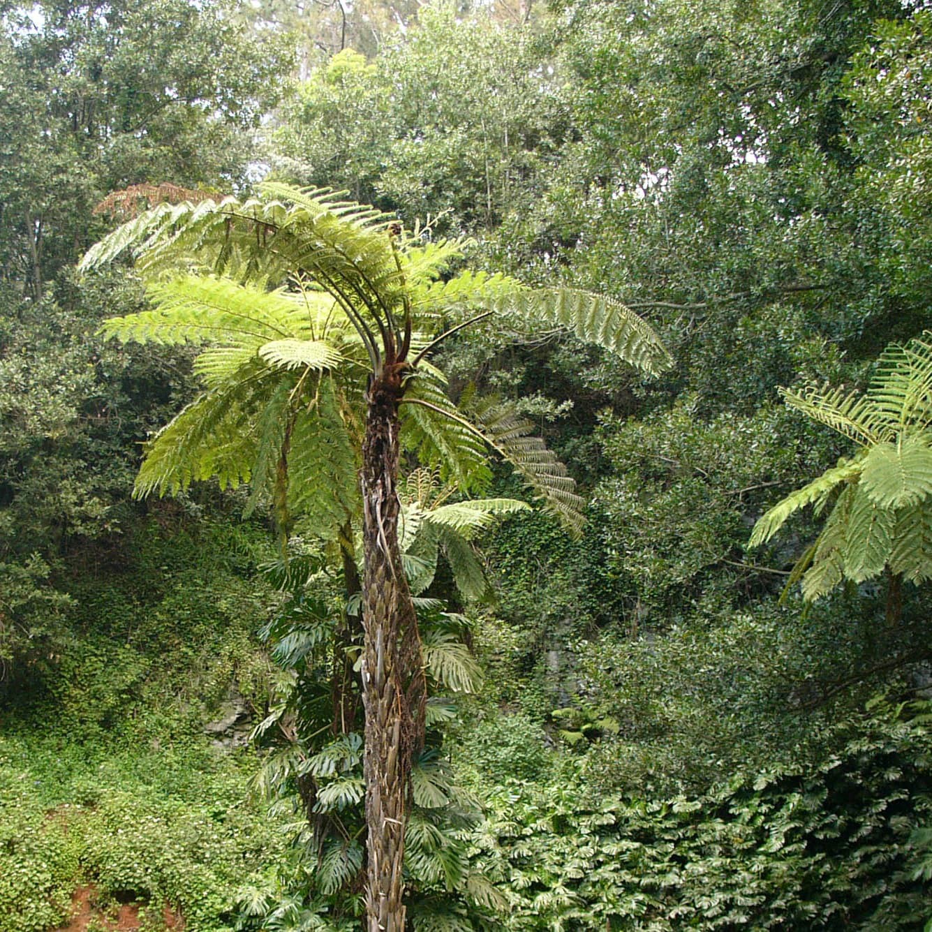 slide 2 of 4, Monrovia 3.58 -Gallon Feature Australian Tree Fern In pot (with soil), 1 ct