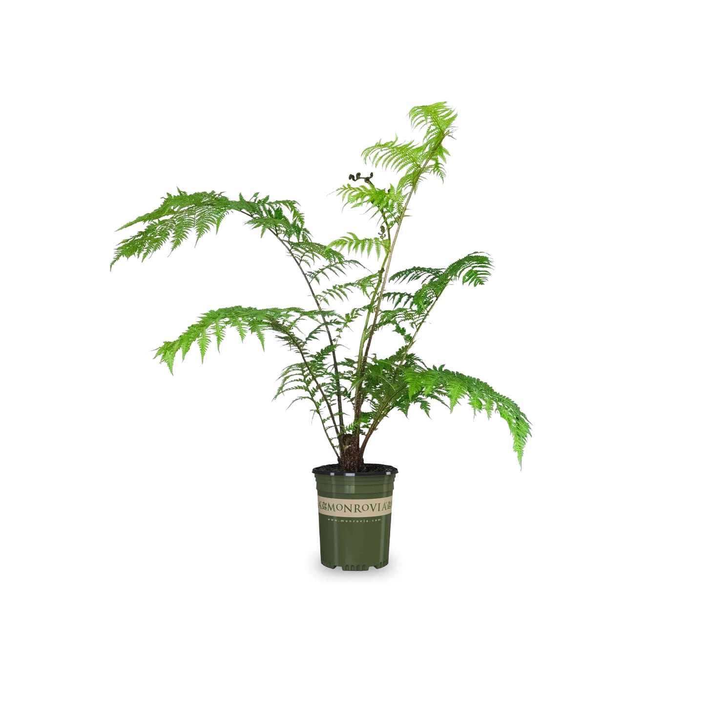 slide 1 of 4, Monrovia 3.58 -Gallon Feature Australian Tree Fern In pot (with soil), 1 ct