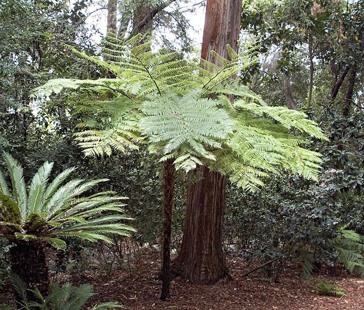 slide 1 of 1, Monrovia Australian Tree Fern Plant in -Gallon, 1 ct