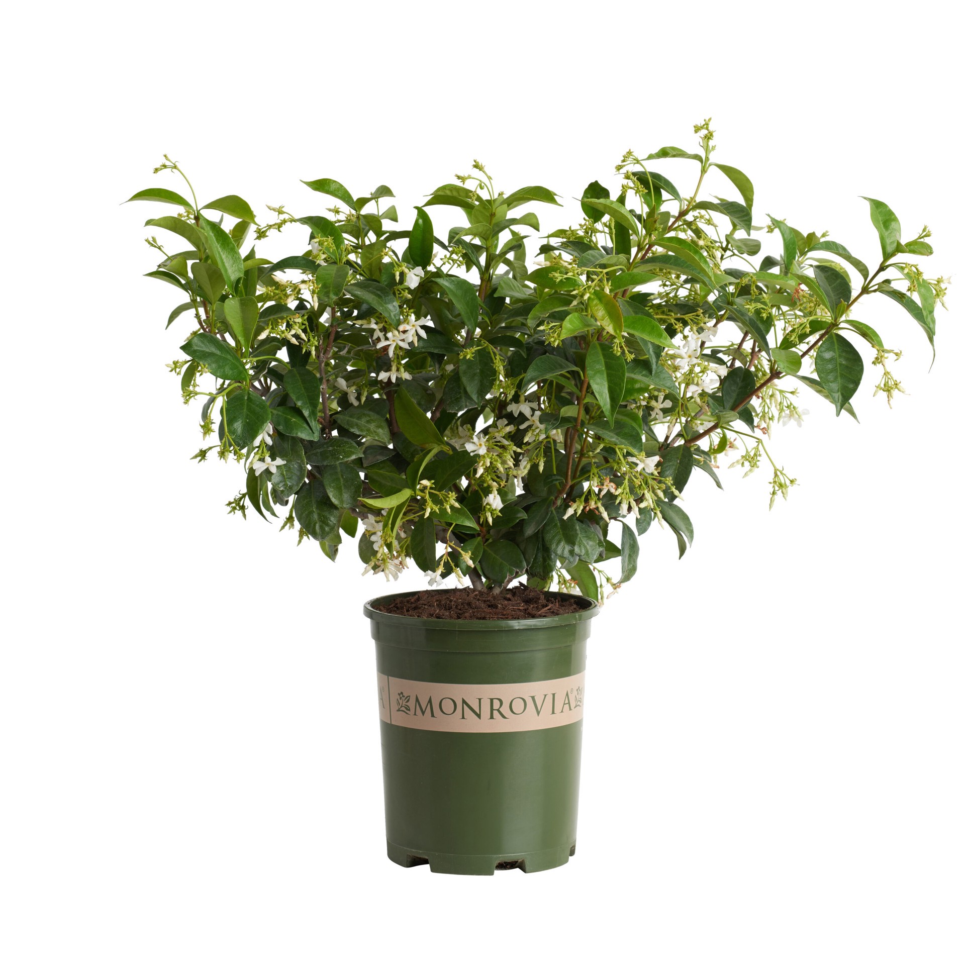 slide 1 of 4, Monrovia 2.6 -Quart Pot Star Jasmine L3067, 1 ct