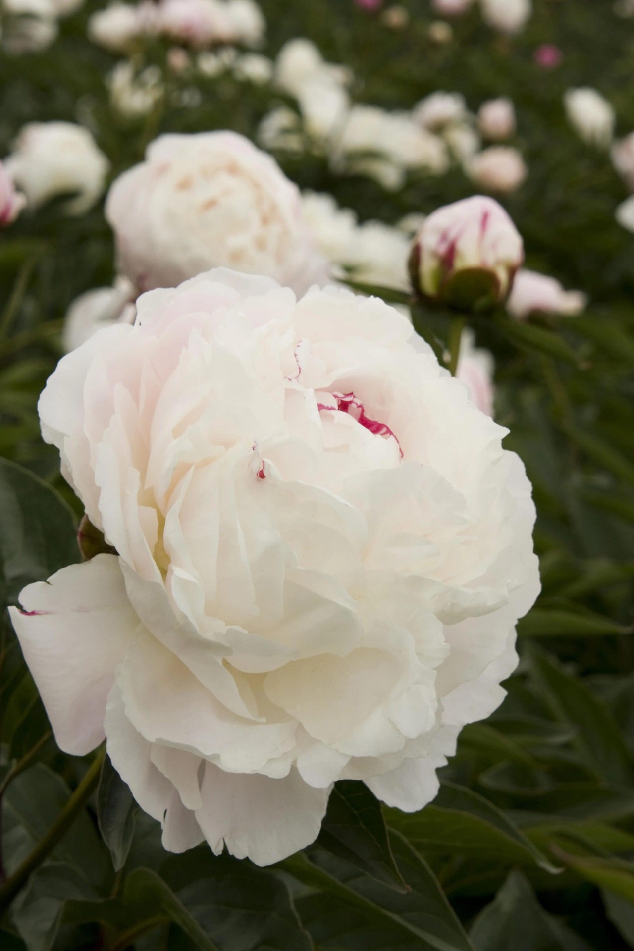 slide 2 of 4, Monrovia White Shirley Temple Double Peony Plant in 1.73 -Gallon Pot 1 -Pack, 1 ct