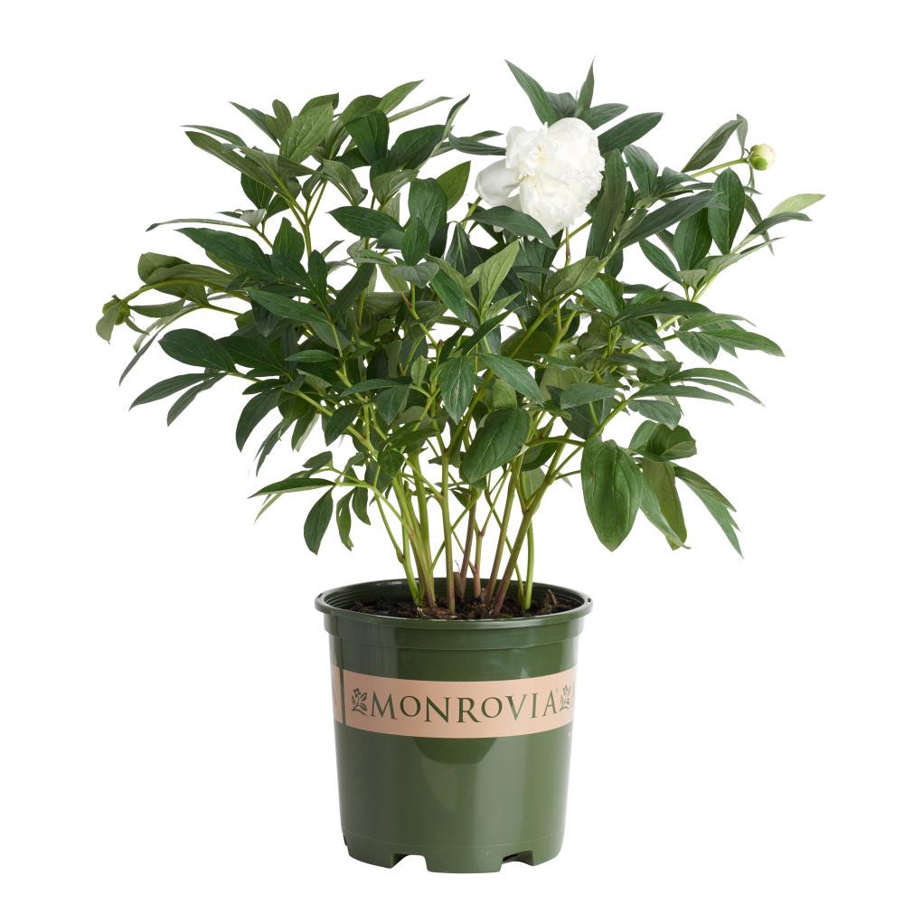 slide 1 of 1, Monrovia White Shirley Temple Double Peony Plant in 1.6 -Gallon Pot, 1 ct