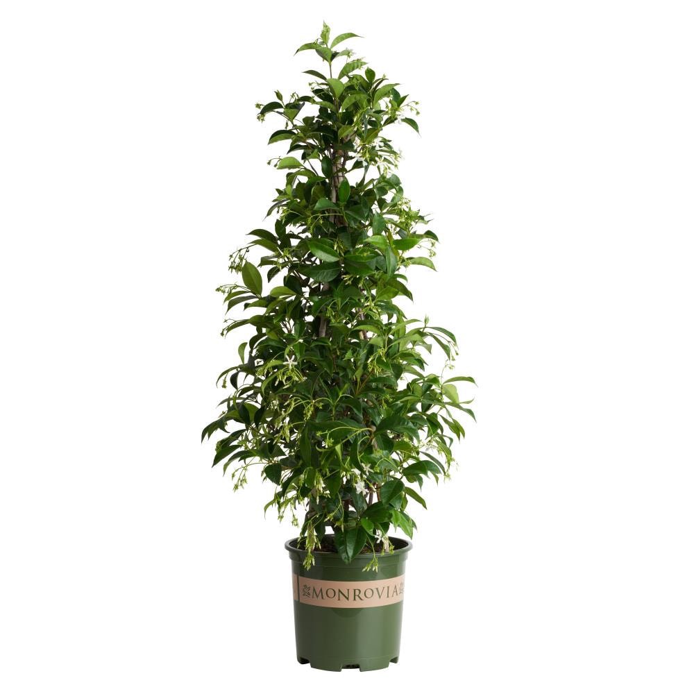 slide 1 of 4, Monrovia 1.73 -Gallon Pot Star Jasmine L3067, 1 ct