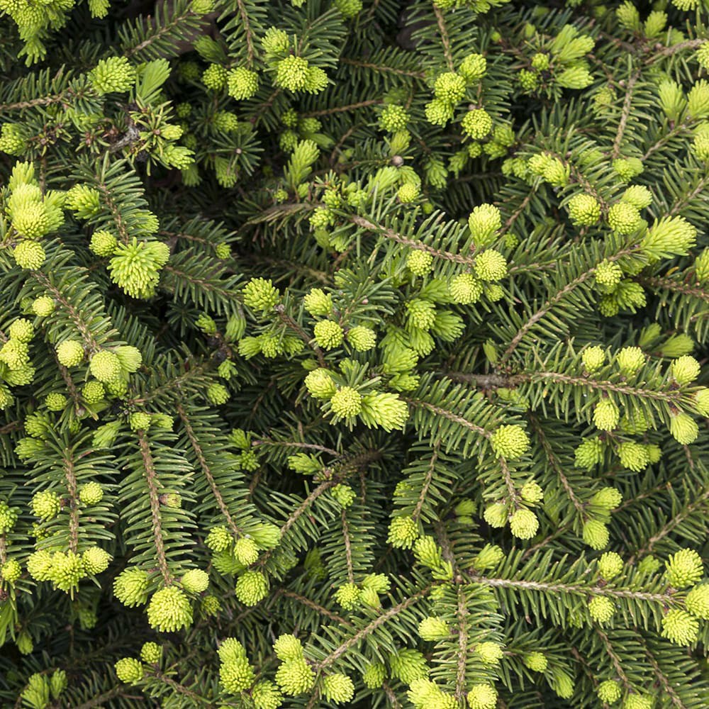 slide 2 of 4, Monrovia Dwarf Alberta Spruce Feature Shrub in 1.73 -Gallon Pot 1 -Pack, 1 ct