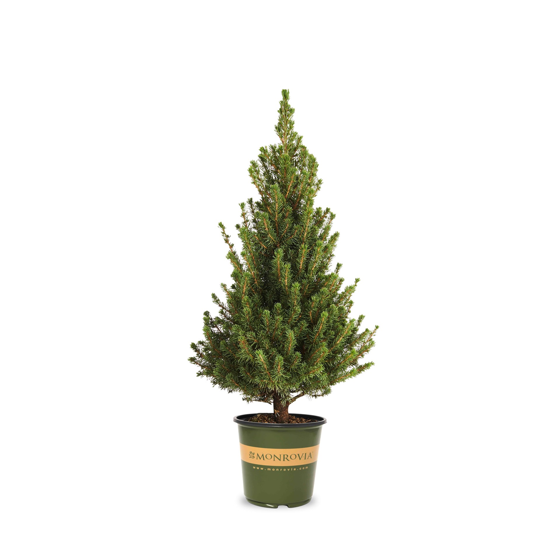 slide 1 of 4, Monrovia Dwarf Alberta Spruce Feature Shrub in 1.73 -Gallon Pot 1 -Pack, 1 ct