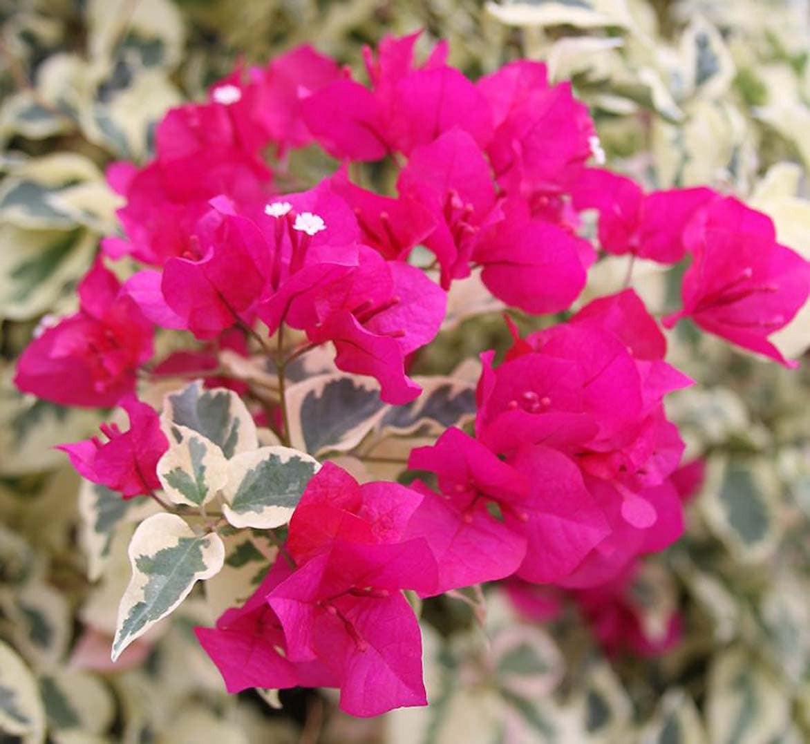 slide 1 of 1, Monrovia Raspberry Ice Bougainvillea - Trailing Vine with Raspberry-Pink Blooms - 3 Quart Size - Full Sun - Hardy & Evergreen, 1 ct