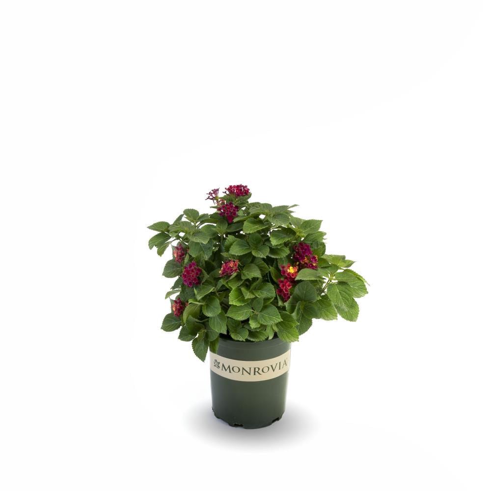 slide 1 of 1, Monrovia Multicolor Teenie Genie Compact Lantana Plant in 2.6 -Quart Pot 1.0 -Pack, 1 ct