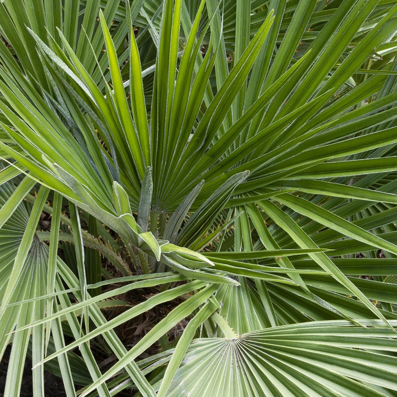 slide 2 of 4, Monrovia 3.58 -Gallon Yellow Feature Mediterranean Fan Palm In pot (with soil), 1 ct