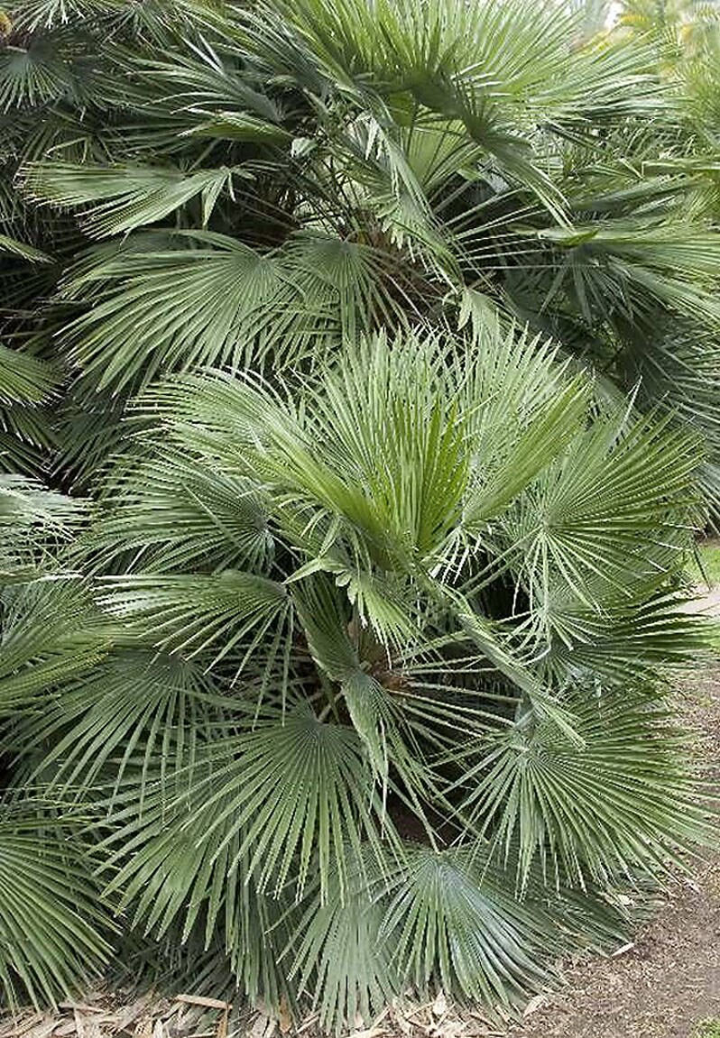 slide 1 of 4, Monrovia 3.58 -Gallon Yellow Feature Mediterranean Fan Palm In pot (with soil), 1 ct
