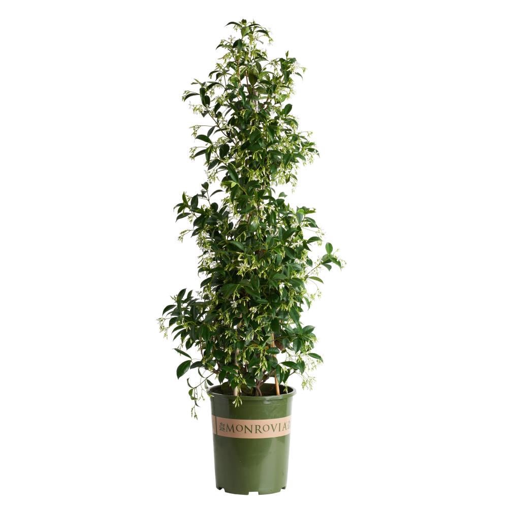 slide 1 of 4, Monrovia 3.58 -Gallon Pot Star Jasmine L3067, 1 ct