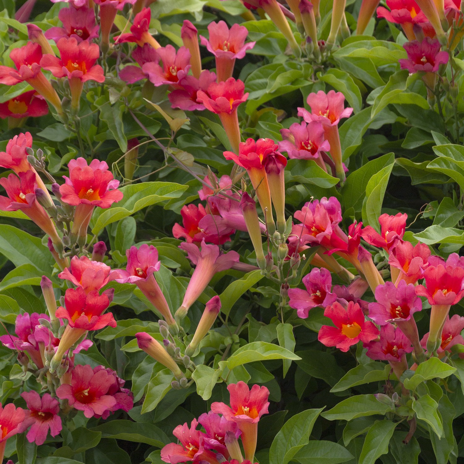slide 2 of 4, Monrovia 2.6 -Quart Pot Scarlet Trumpet Vine, 1 ct