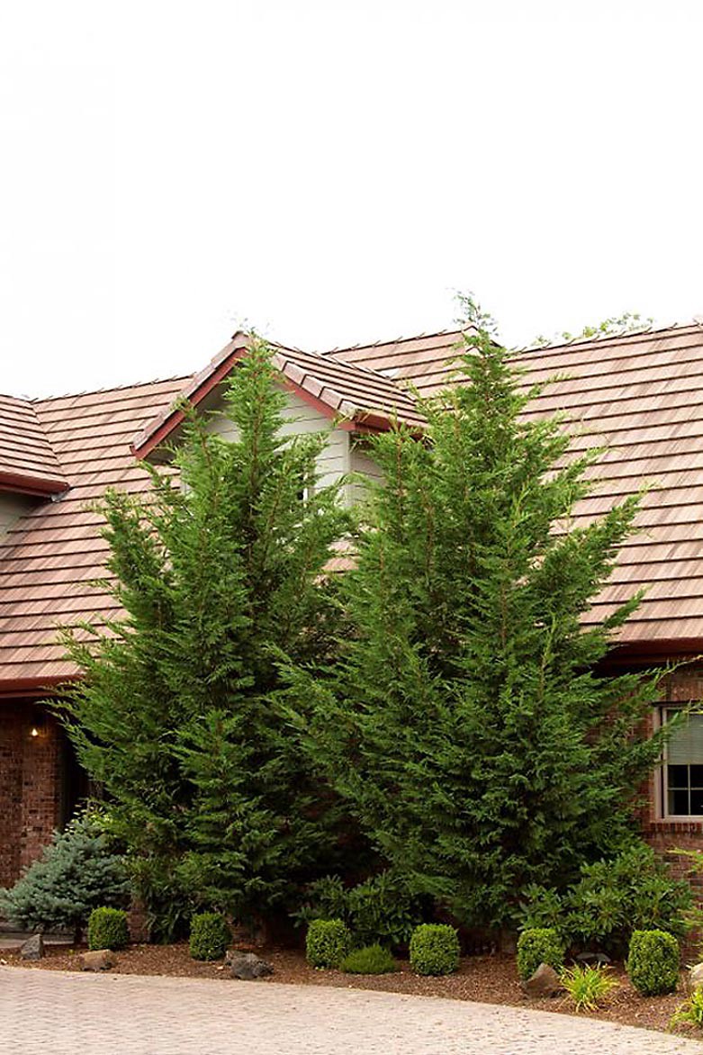 slide 1 of 1, Monrovia Emerald Isle Leyland Cypress Screening Shrub in 3.58 -Gallon Pot 1 -Pack, 1 ct