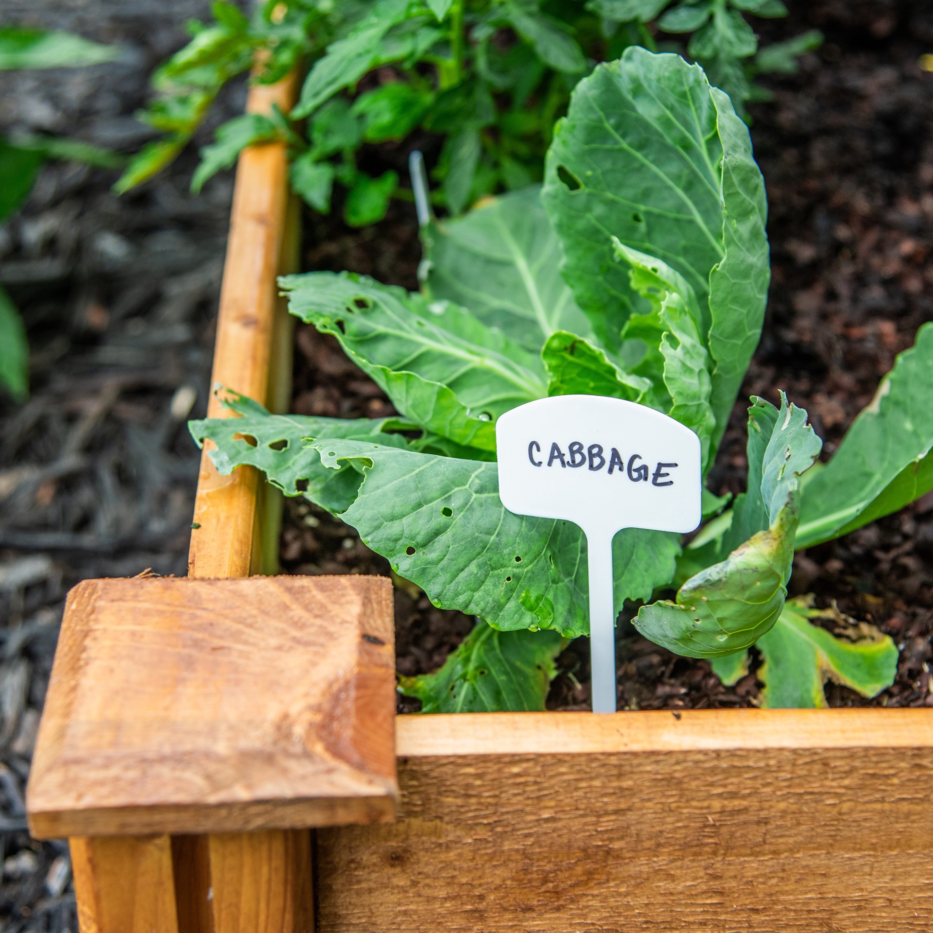 slide 3 of 6, 10 -Pack Plant labels, 1 ct