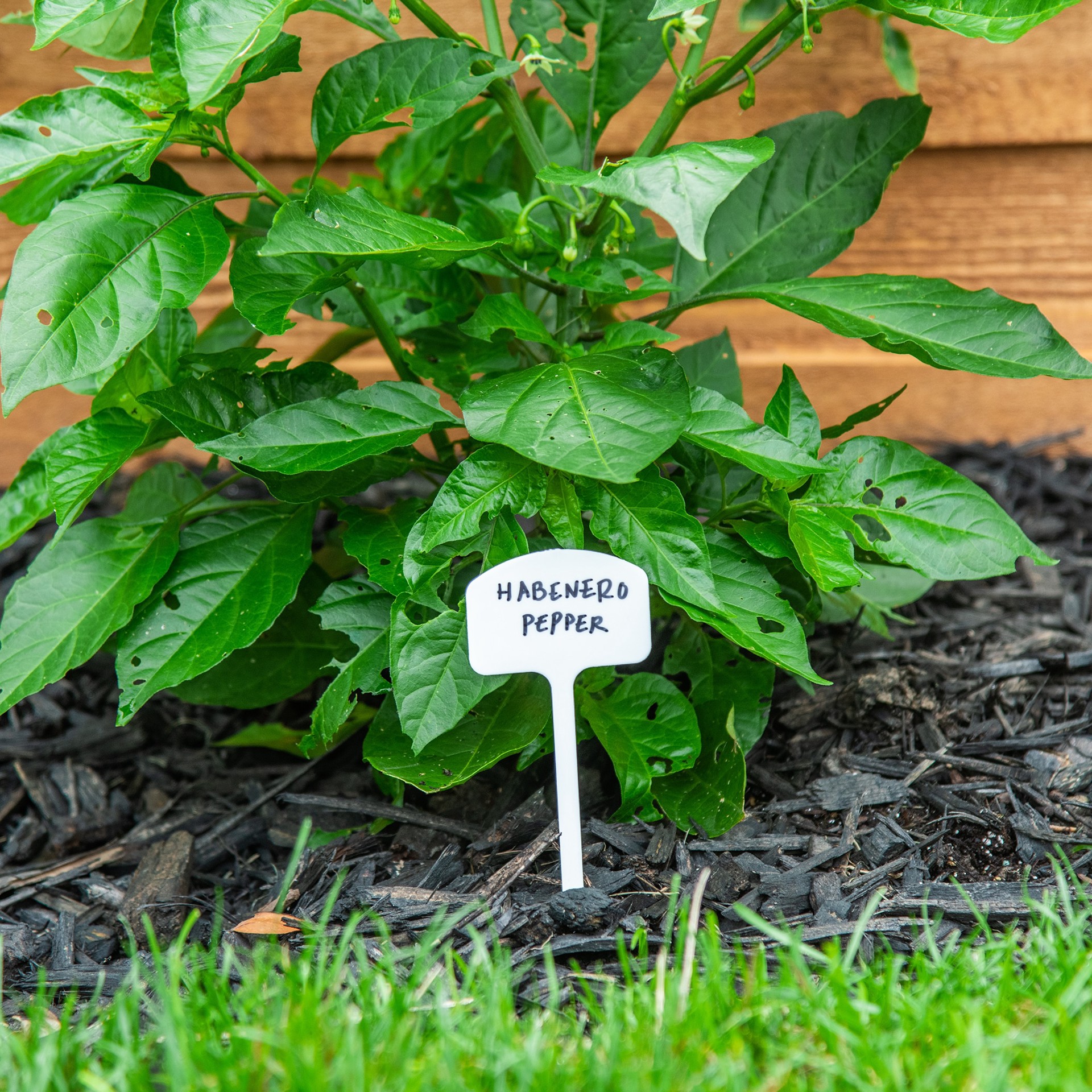 slide 4 of 6, 10 -Pack Plant labels, 1 ct