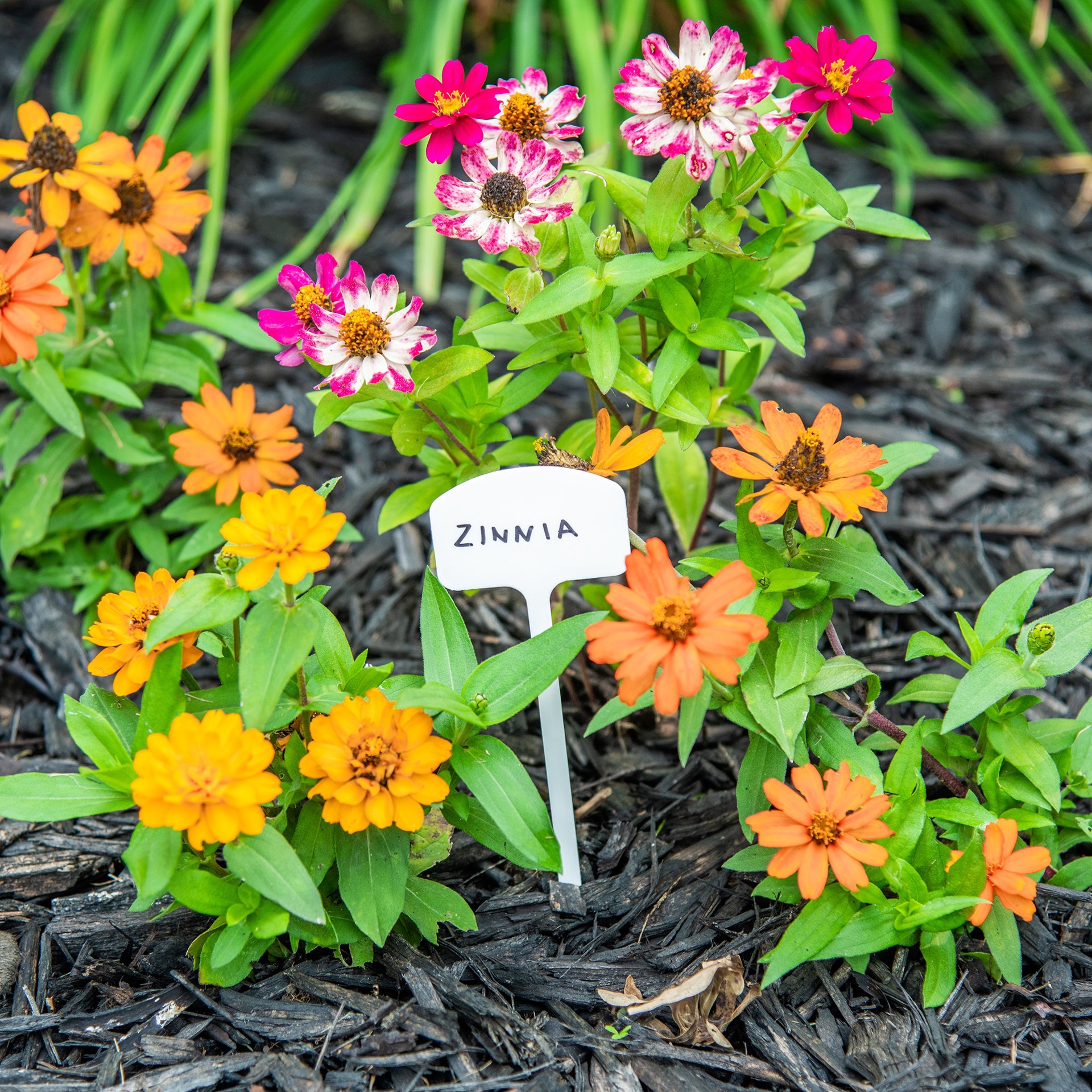 slide 5 of 6, 10 -Pack Plant labels, 1 ct