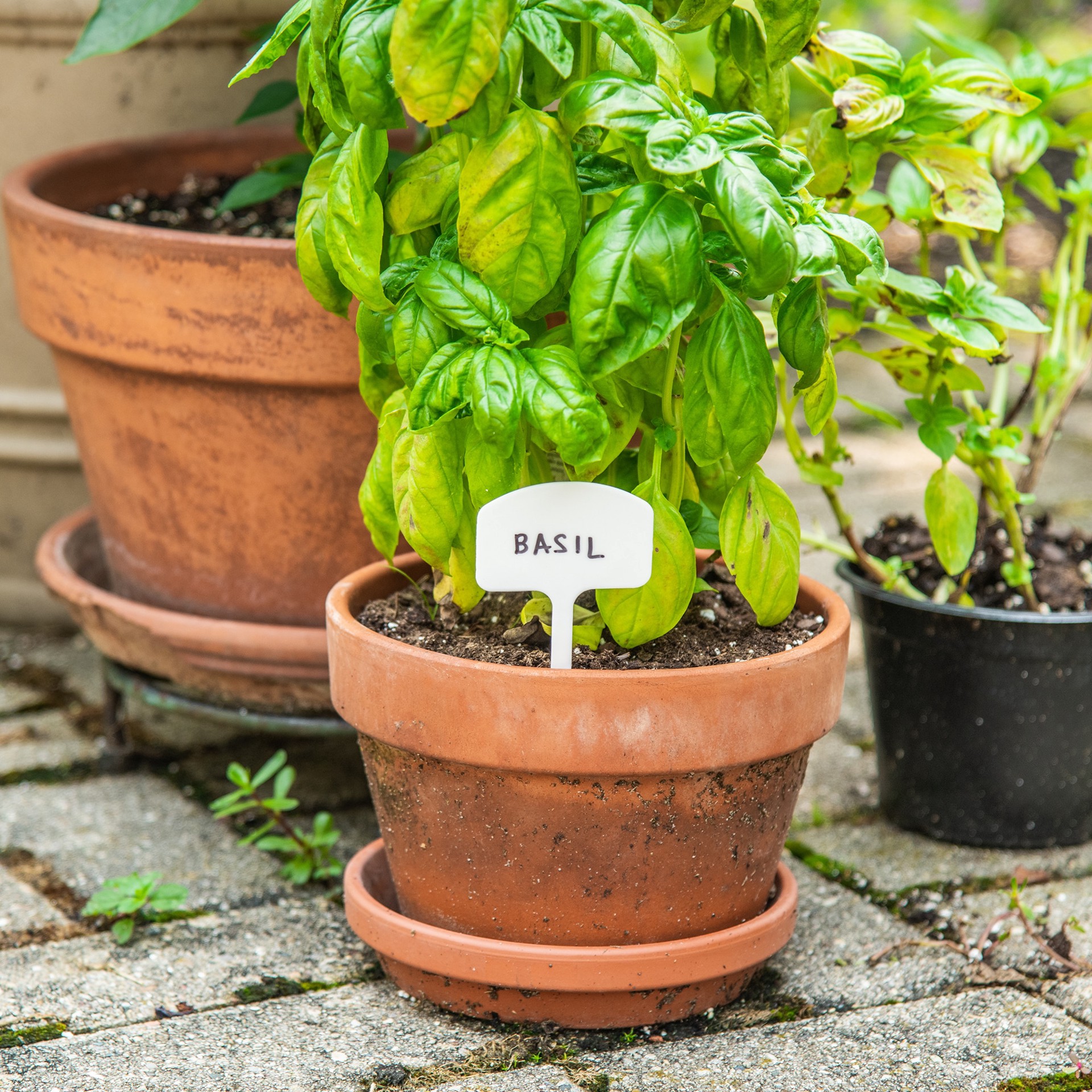 slide 6 of 6, 10 -Pack Plant labels, 1 ct