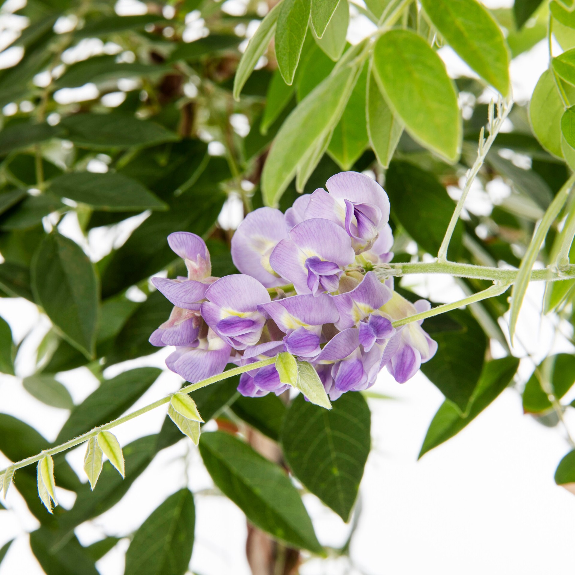 slide 2 of 4, Monrovia Amethyst Falls Wisteria Flowering Shrub in 3.58 -Gallon Pot 1 -Pack with Purple Blooms, 1 ct