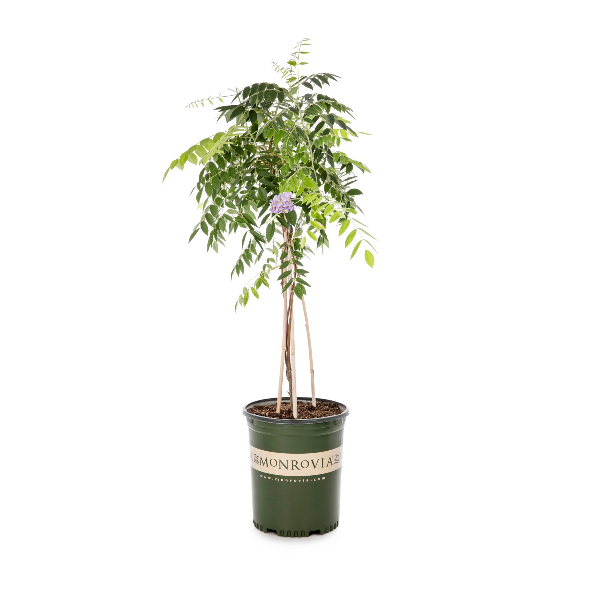 slide 1 of 4, Monrovia Amethyst Falls Wisteria Flowering Shrub in 3.58 -Gallon Pot 1 -Pack with Purple Blooms, 1 ct