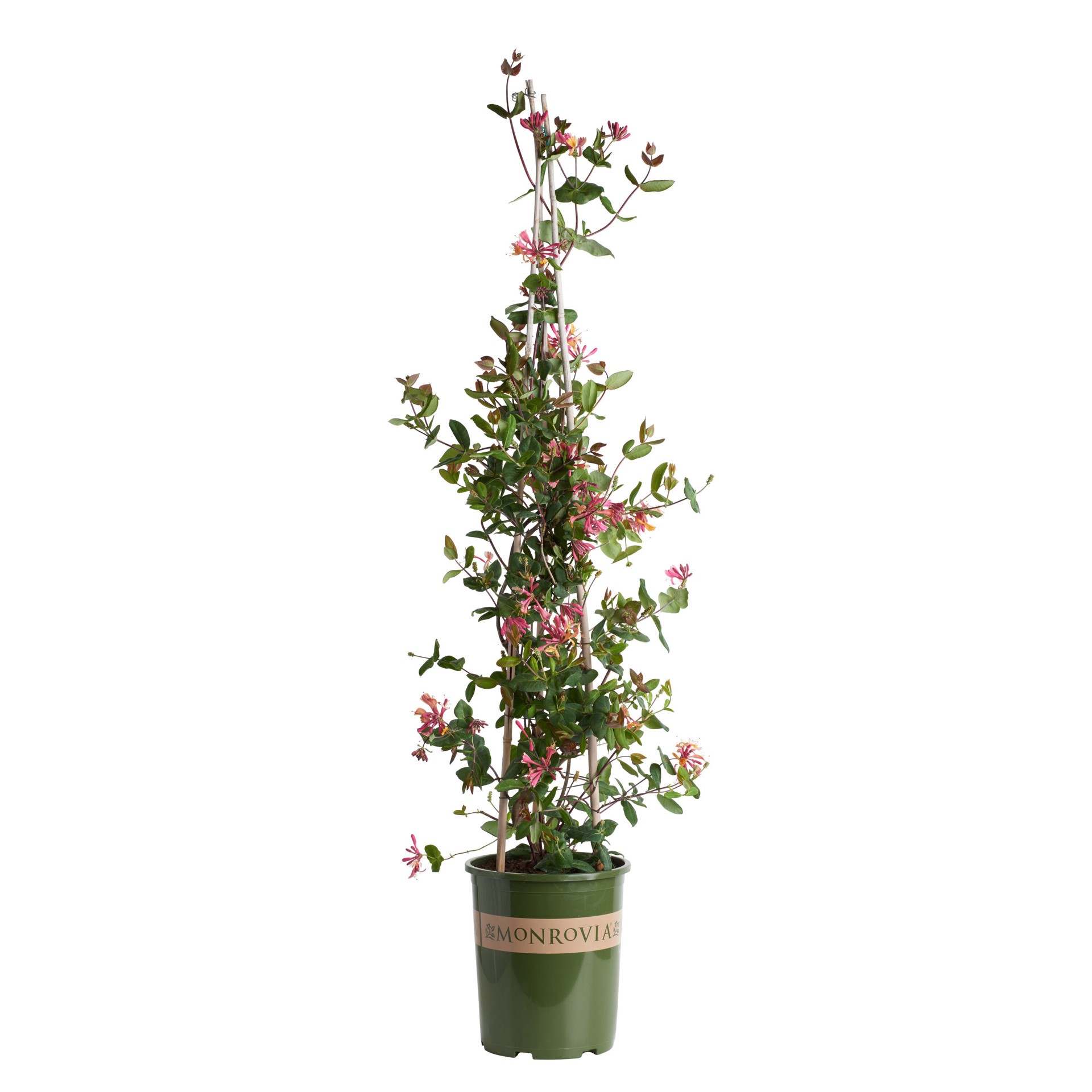 slide 1 of 3, Monrovia 3.58 -Gallon Pot Goldflame Honeysuckle, 1 ct