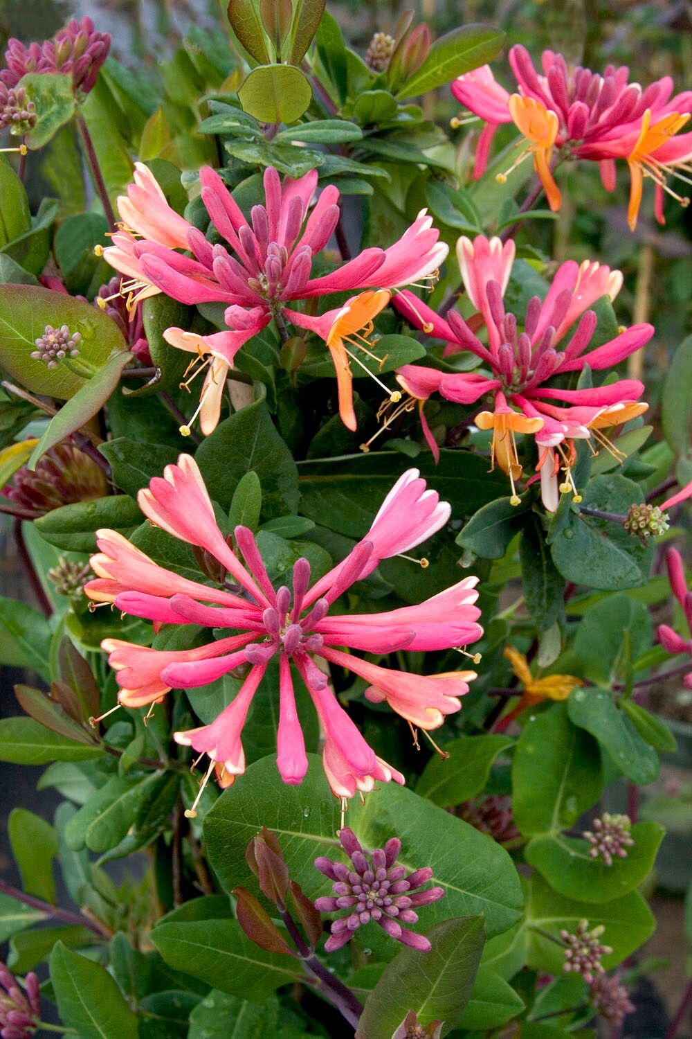 slide 3 of 3, Monrovia 3.58 -Gallon Pot Goldflame Honeysuckle, 1 ct