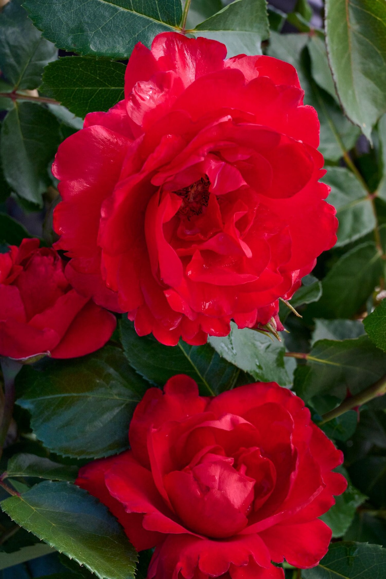 slide 2 of 2, Monrovia Red Crimson Sky Climbing Rose 3.58 -Gallon 1 -Pack in Pot, 1 ct