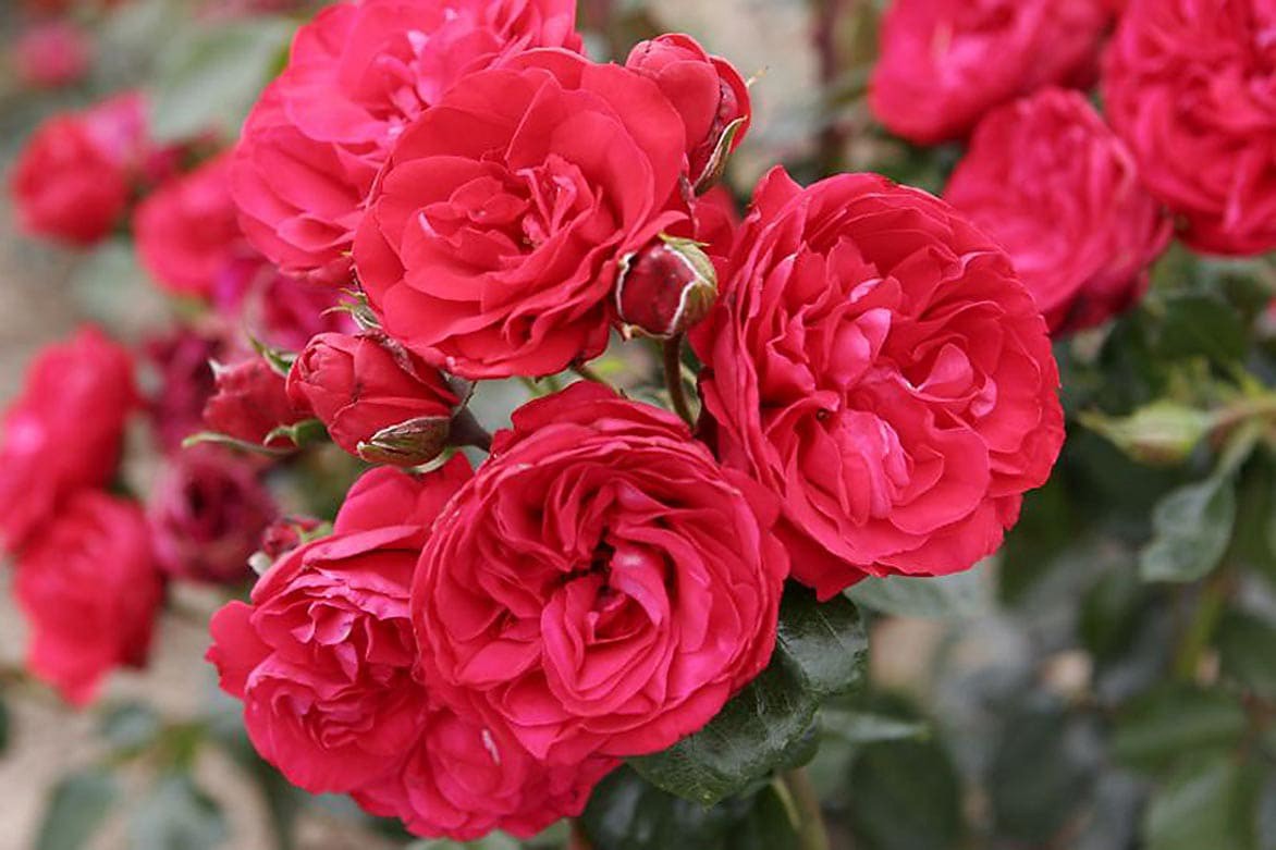slide 1 of 2, Monrovia Red Crimson Sky Climbing Rose 3.58 -Gallon 1 -Pack in Pot, 1 ct