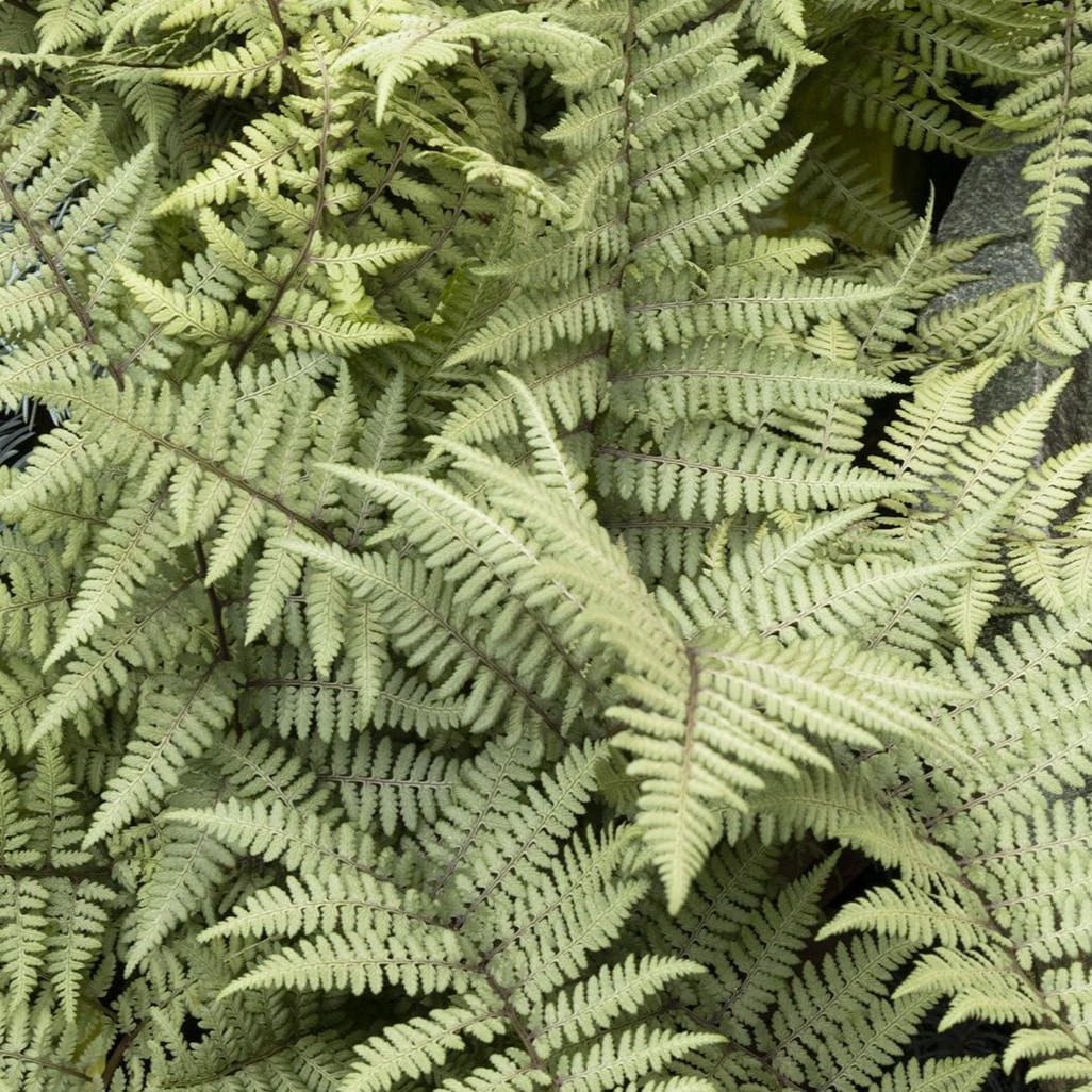 slide 2 of 4, Monrovia Ghost Fern Plant in 2.6 -Quart Pot 1 -Pack, 1 ct