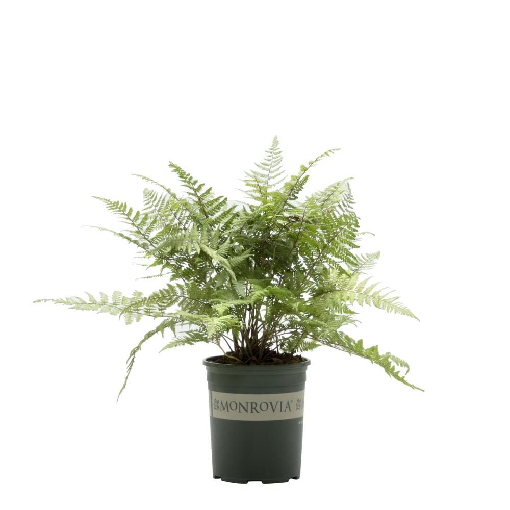 slide 1 of 4, Monrovia Ghost Fern Plant in 2.6 -Quart Pot 1 -Pack, 1 ct