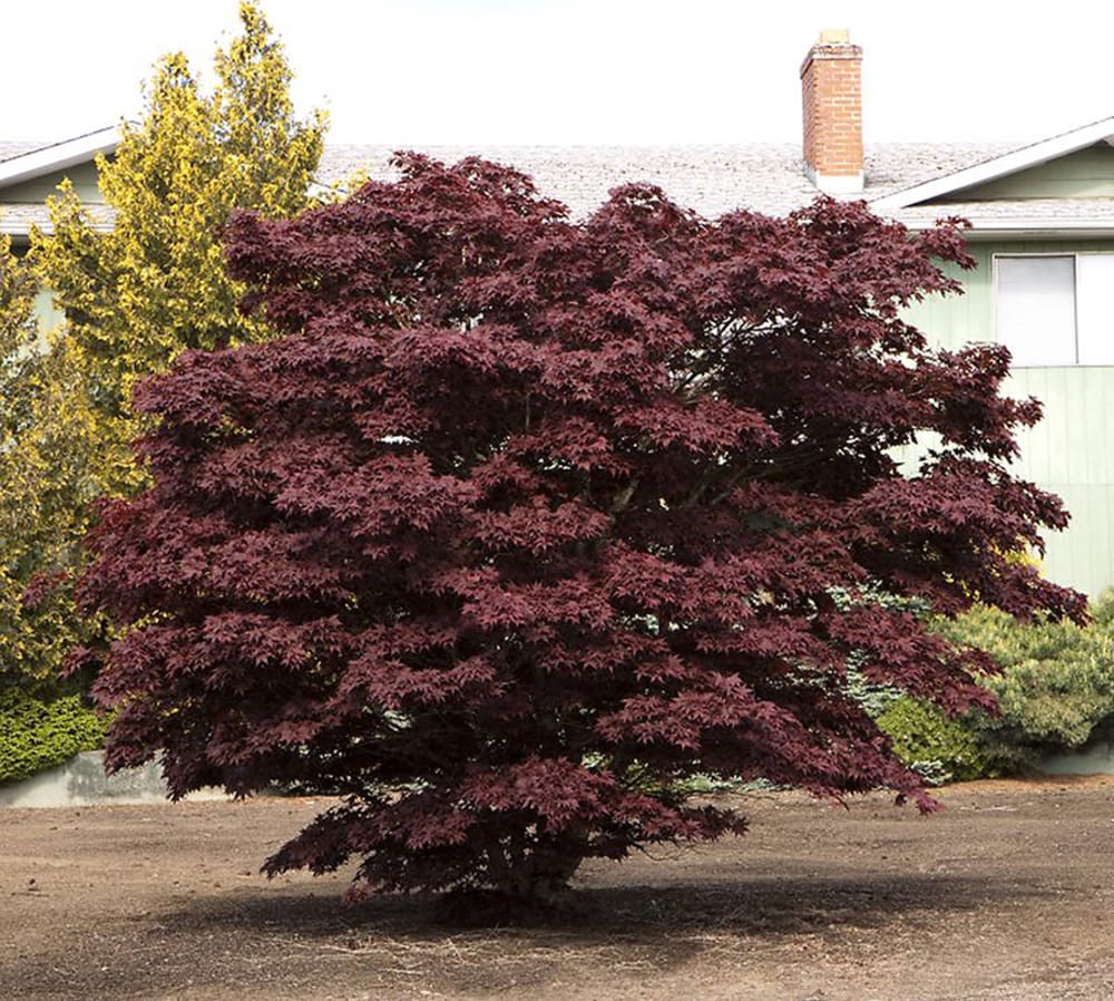slide 1 of 4, Monrovia 3.58 -Gallon Multicolor Feature Bloodgood Japanese Maple In pot (with soil), 1 ct