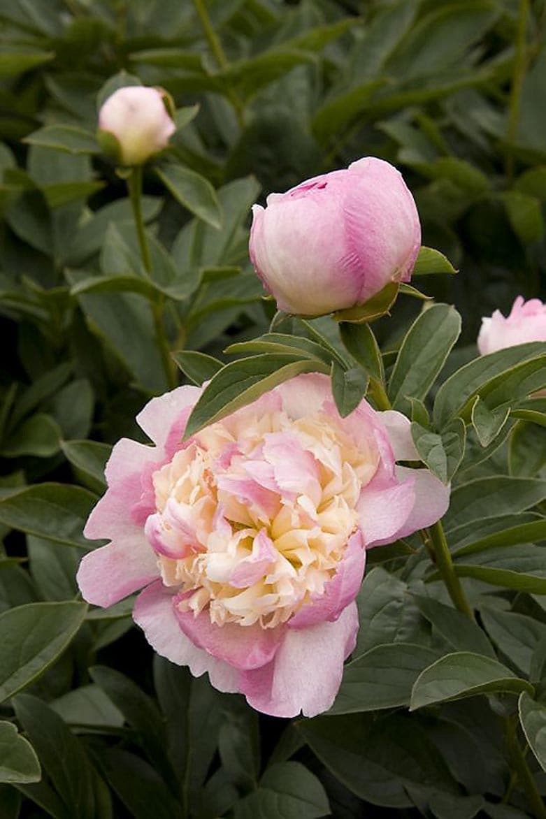 slide 1 of 4, Monrovia Pink Raspberry Sundae Peony Plant in 1.73 -Gallon Pot 1 -Pack, 1 ct