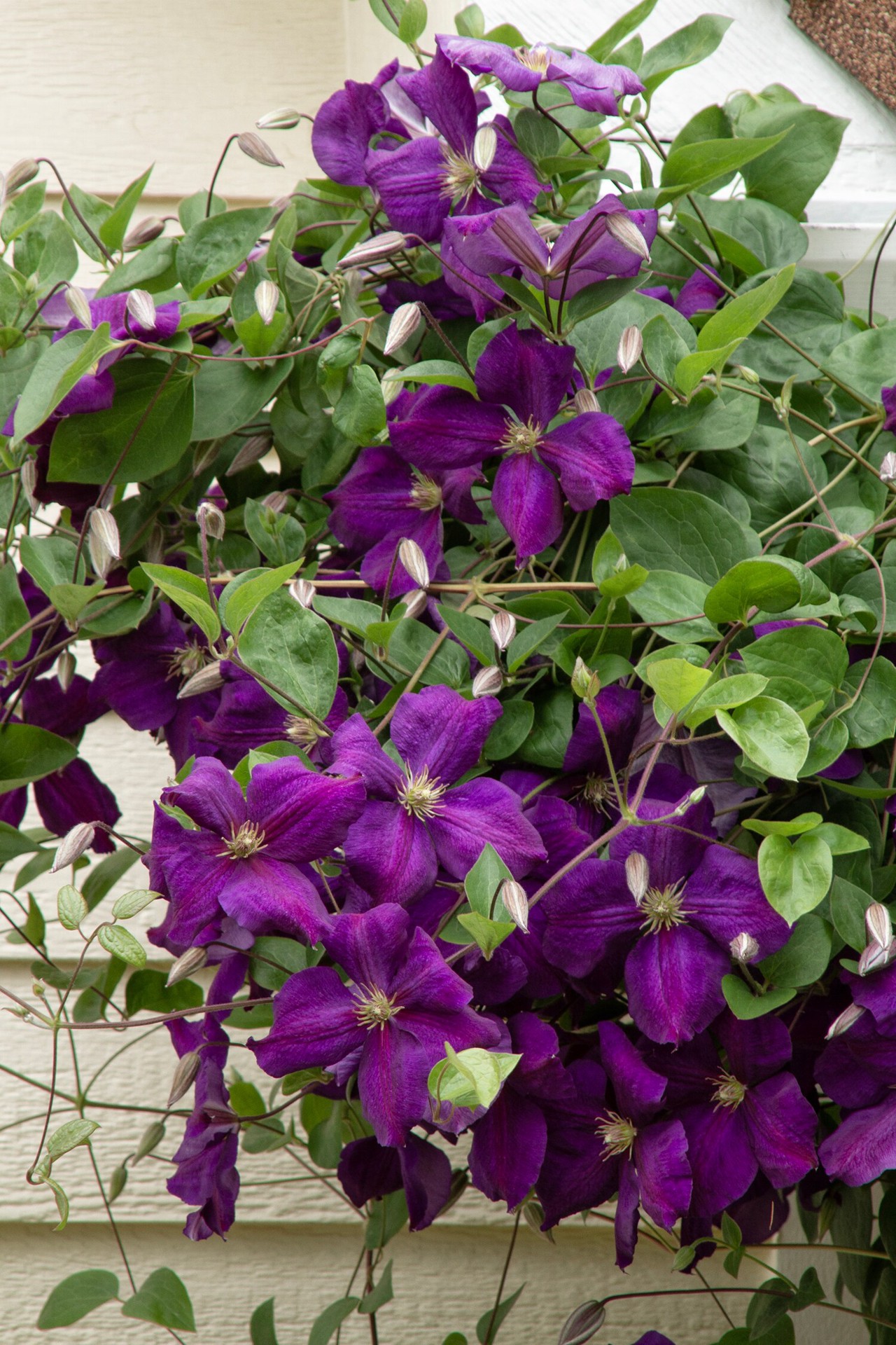 slide 2 of 3, Monrovia 2.6 -Quart Pot Jackman Superba Clematis, 1 ct