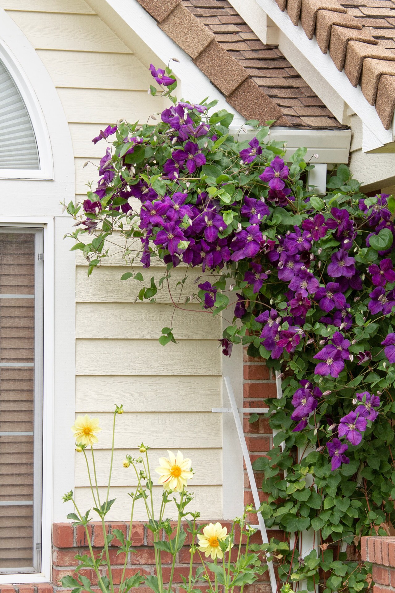 slide 3 of 3, Monrovia 2.6 -Quart Pot Jackman Superba Clematis, 1 ct