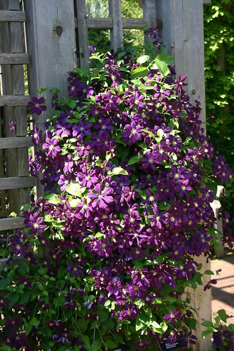 slide 1 of 3, Monrovia 2.6 -Quart Pot Jackman Superba Clematis, 1 ct