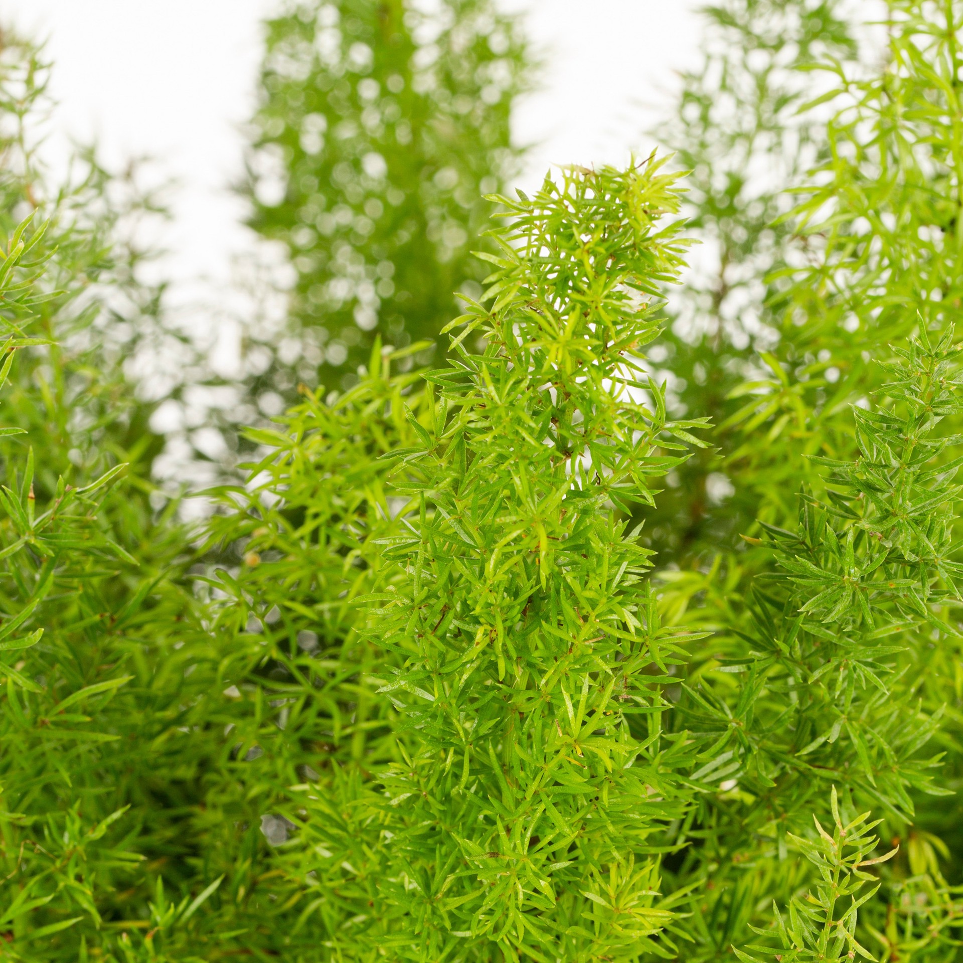 slide 2 of 4, Monrovia White Foxtail Fern Plant in 2.6 -Quart Pot 1 -Pack, 1 ct