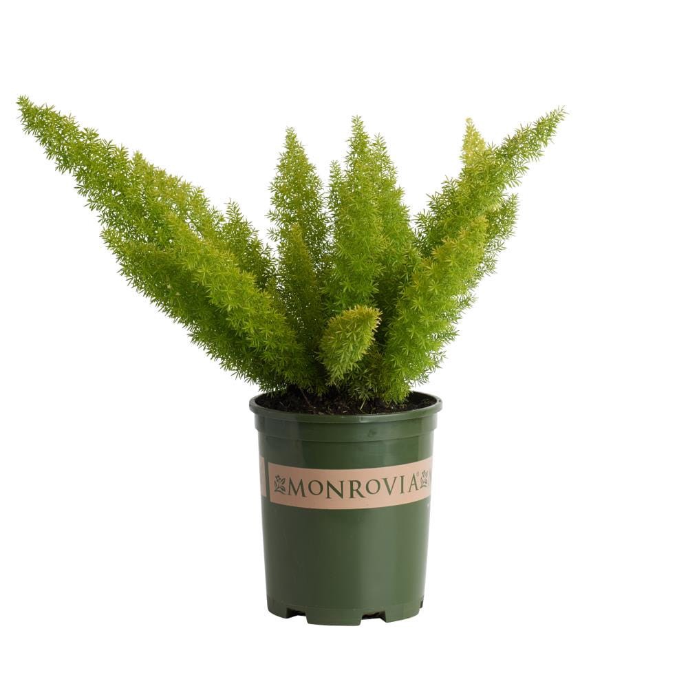 slide 1 of 4, Monrovia White Foxtail Fern Plant in 2.6 -Quart Pot 1 -Pack, 1 ct