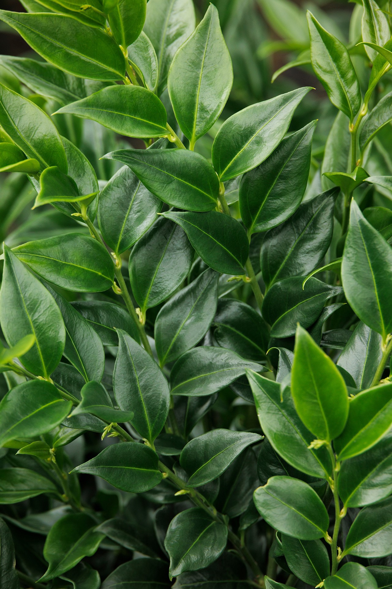 slide 2 of 3, Monrovia Fragrant Sweet Box Flowering Shrub in 2.6 -Quart Pot 1 -Pack with White Blooms, 1 ct