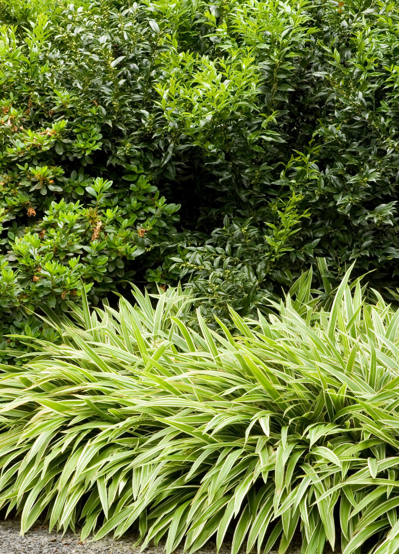 slide 3 of 3, Monrovia Fragrant Sweet Box Flowering Shrub in 2.6 -Quart Pot 1 -Pack with White Blooms, 1 ct