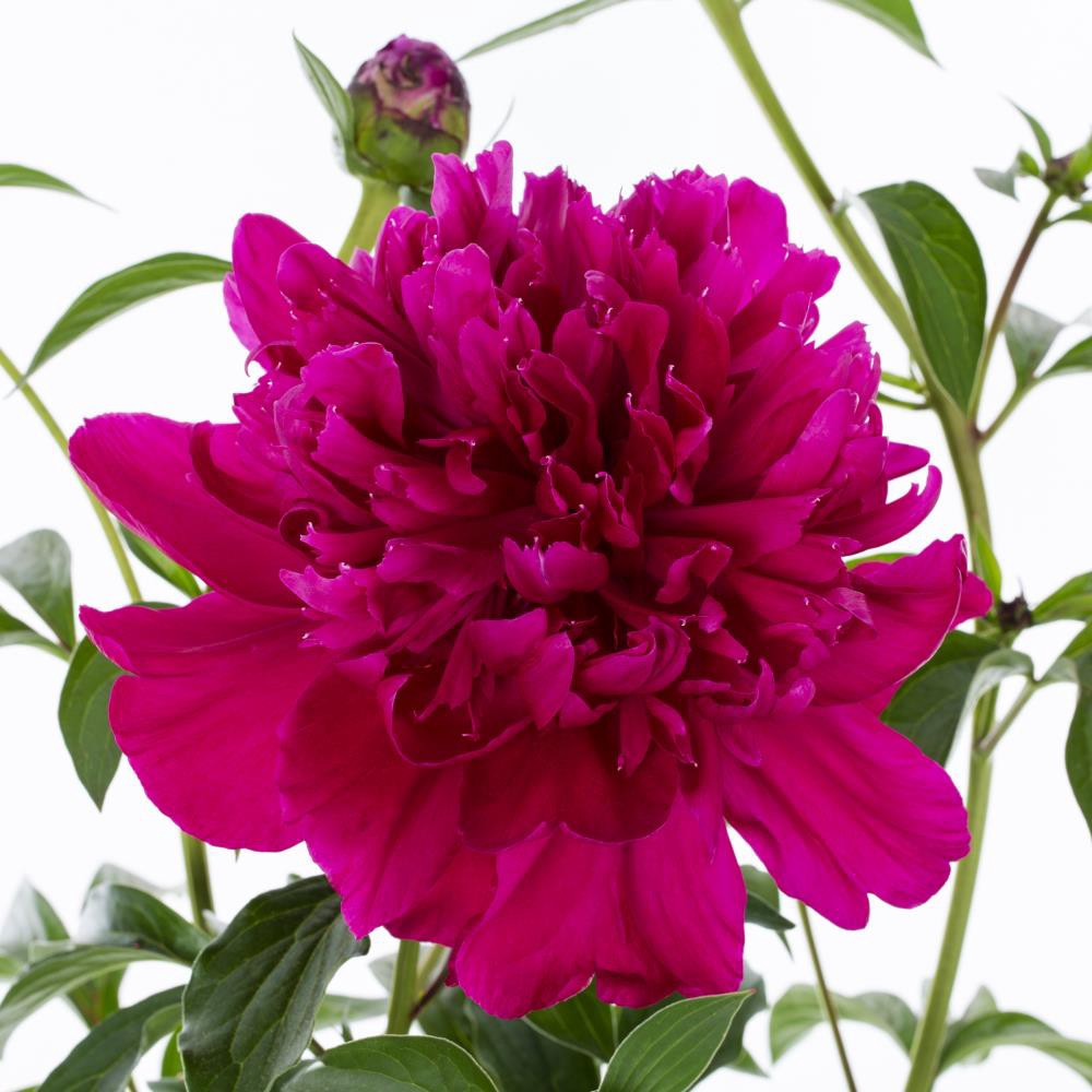 slide 2 of 2, Monrovia Red Paul M Wild Double Peony Plant in 1.73 -Gallon Pot 1.0 -Pack, 1 ct